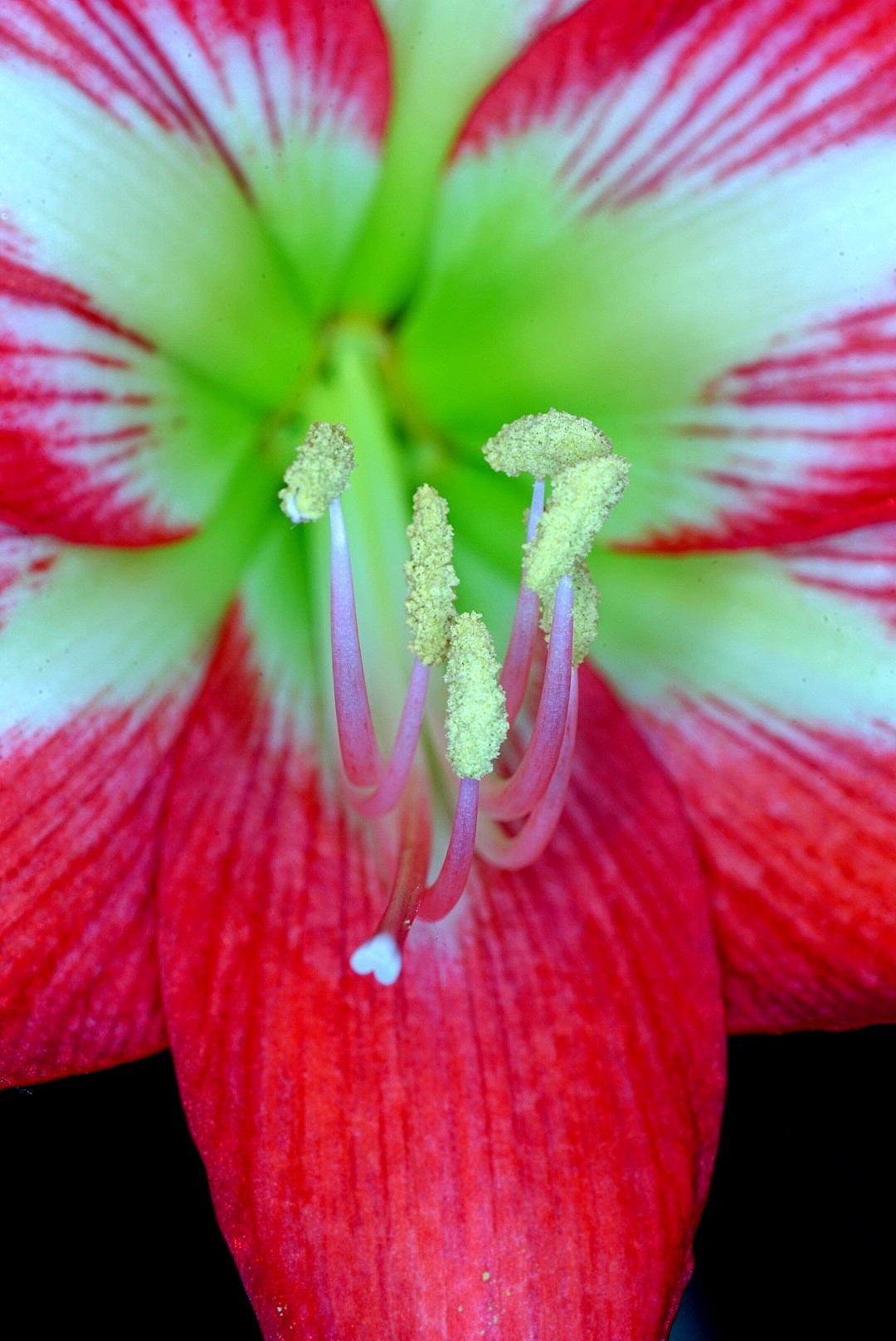 amarillis 1