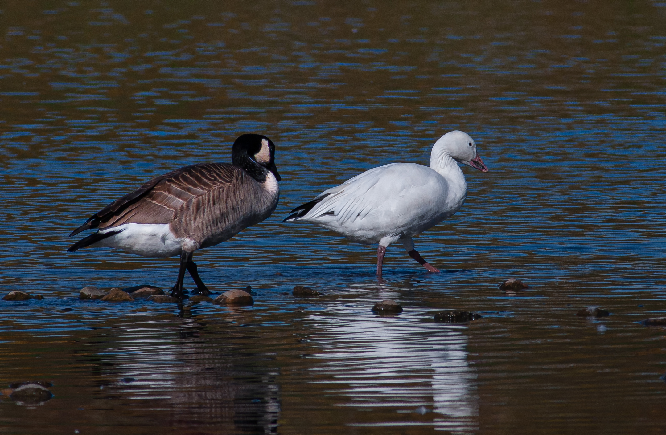 Canadian Goose chasing a Snow Goose.