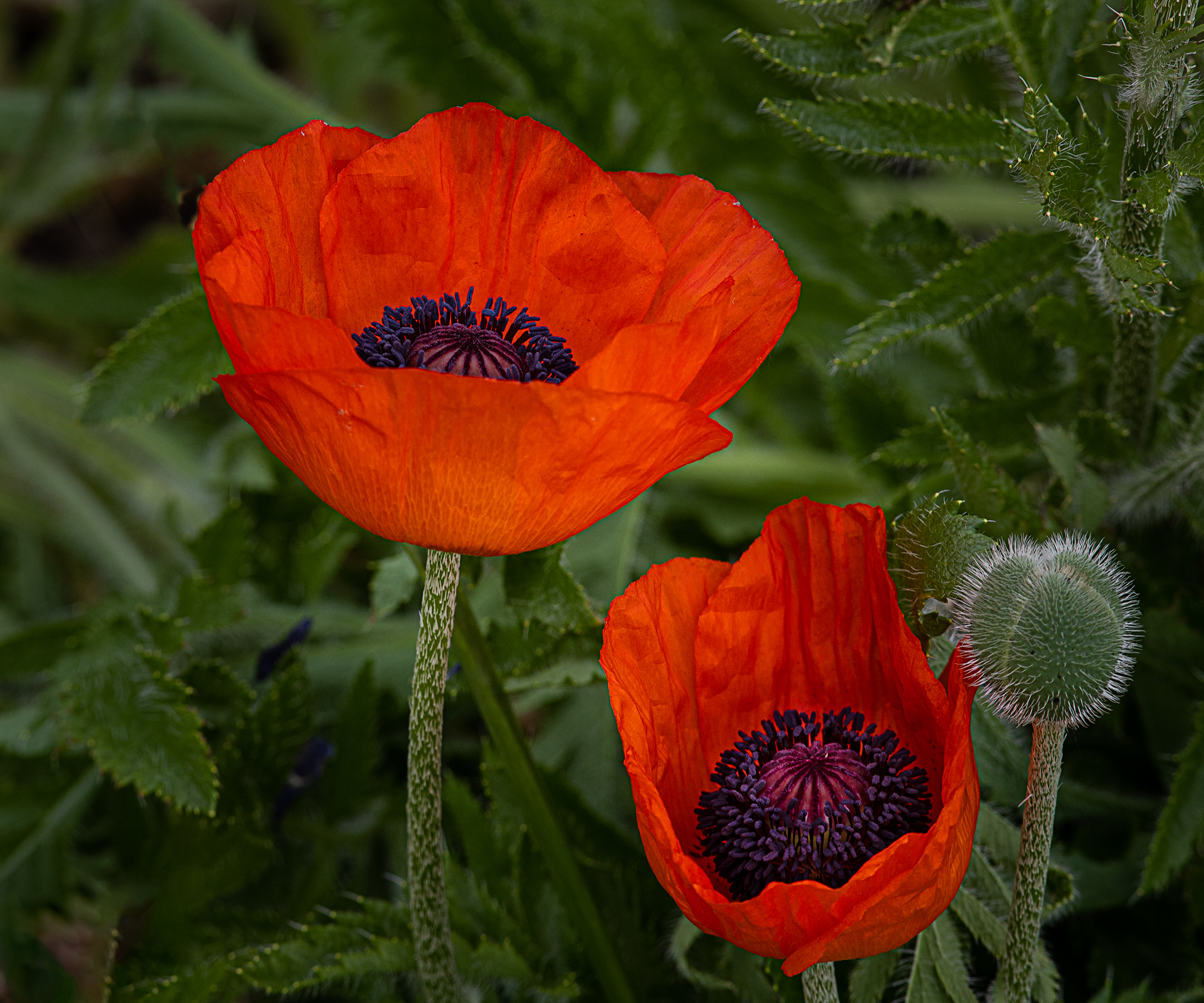 Blooming Poppies