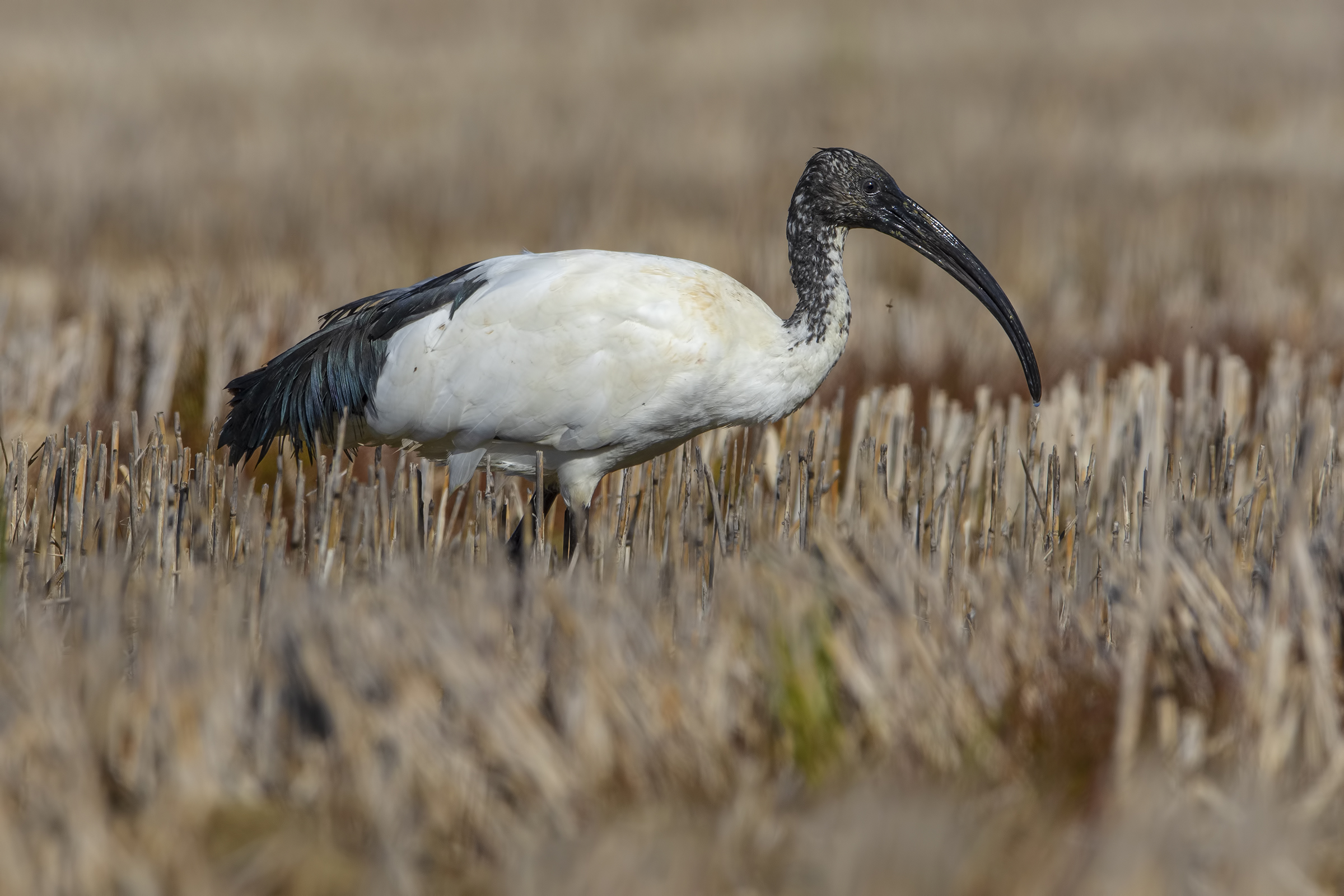 Giovane ibis sacro