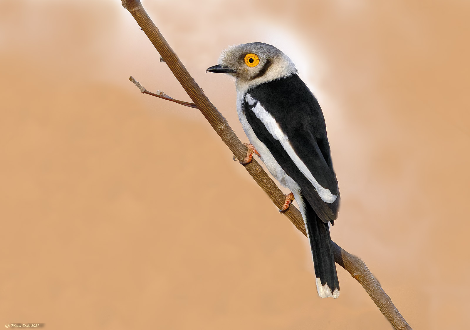 Having her white-crested helmet (Prionopos plumatus)