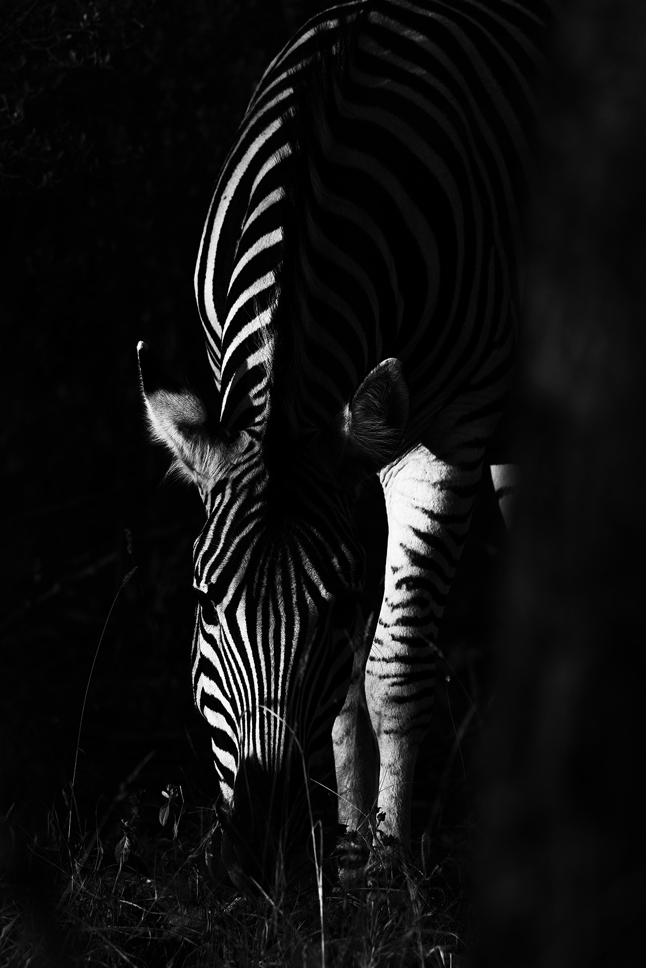 Zebra