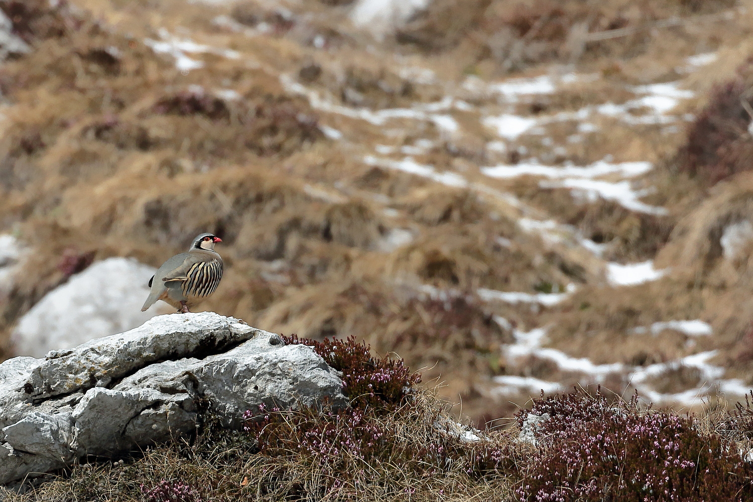 Coturnice delle Alpi