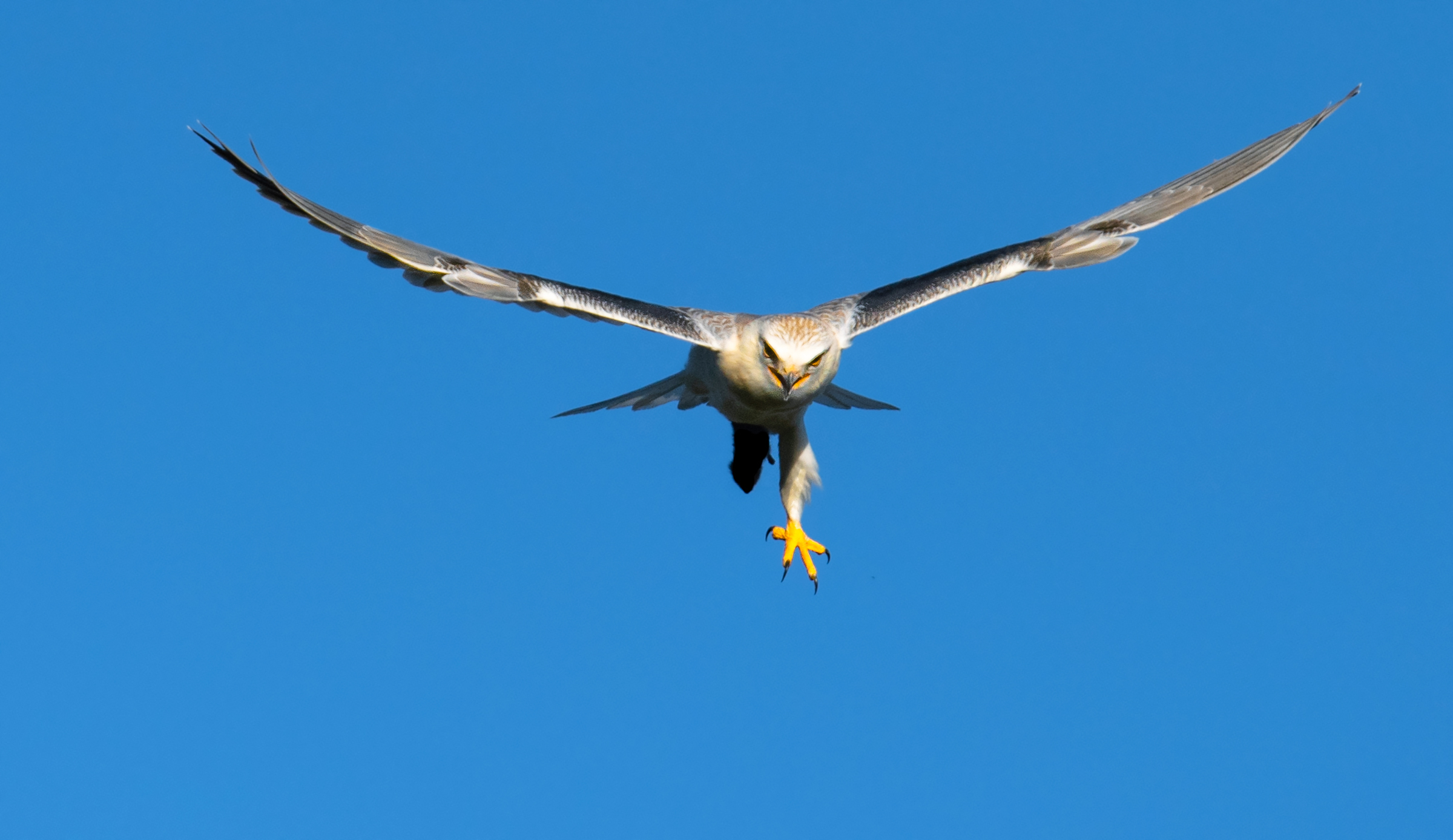 l'aquilone e l'arvicola