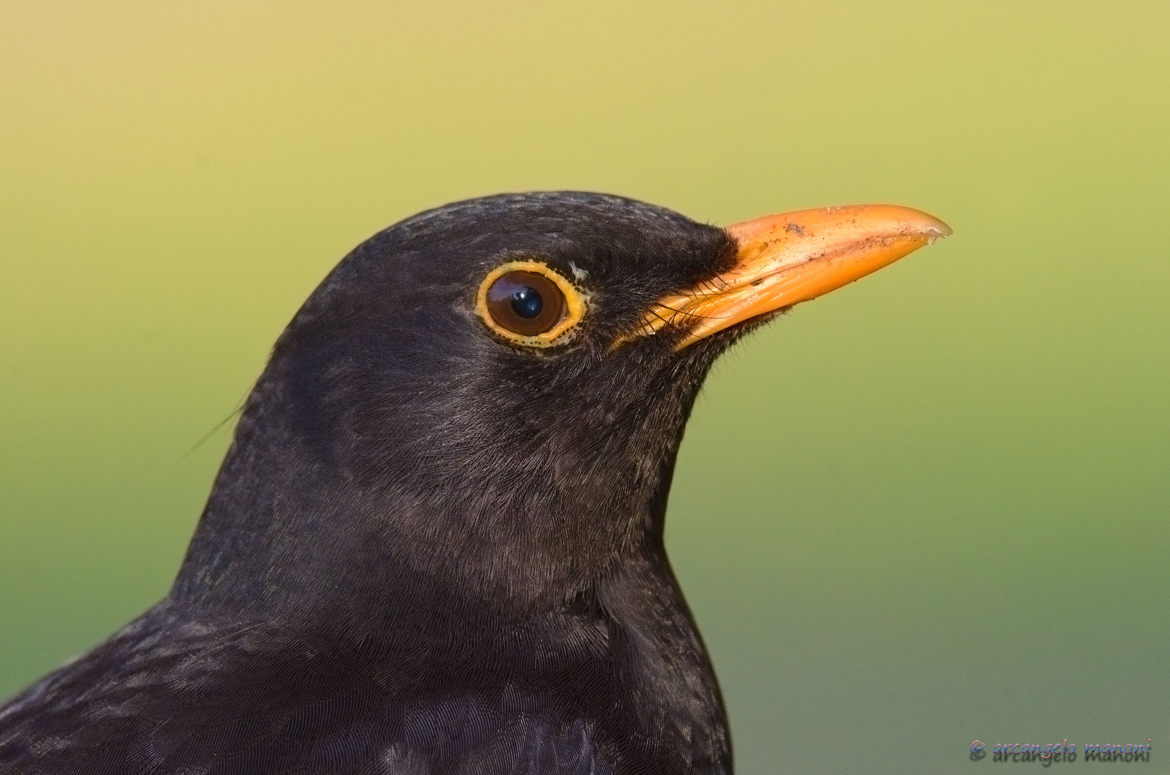 Close-up to the male blacker