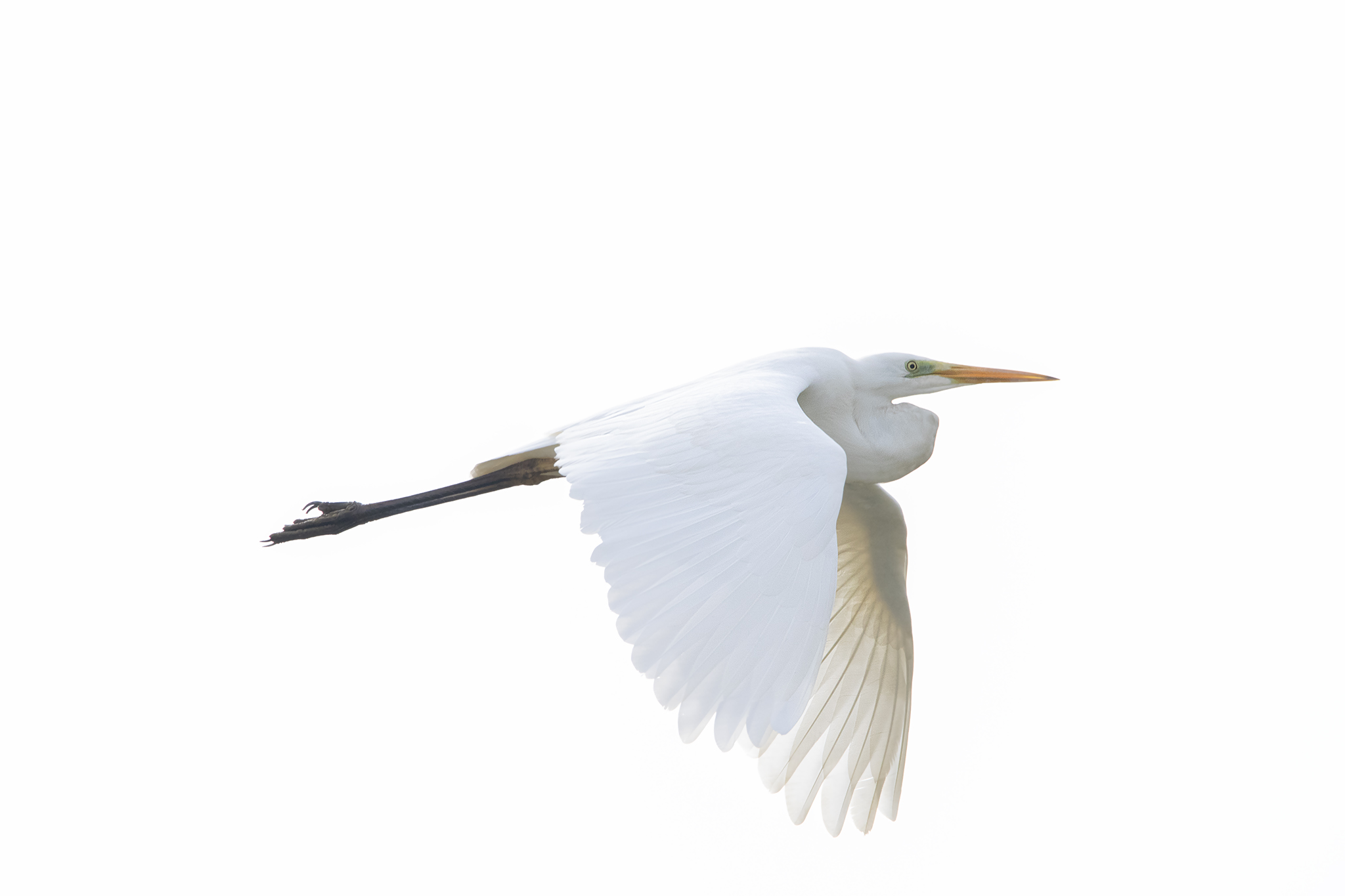 White heron