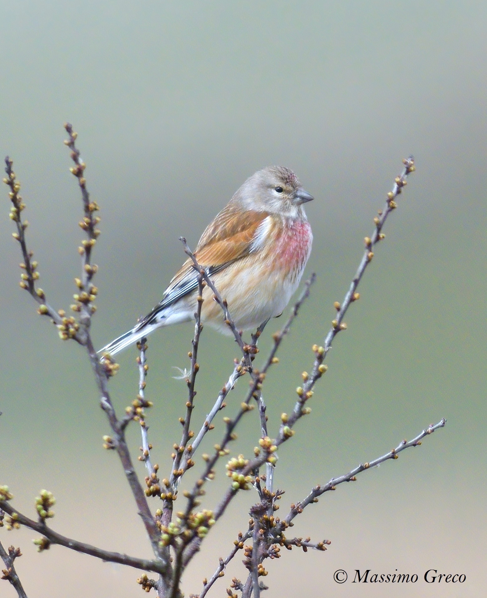 Fanello (Cannabine Carduelis)