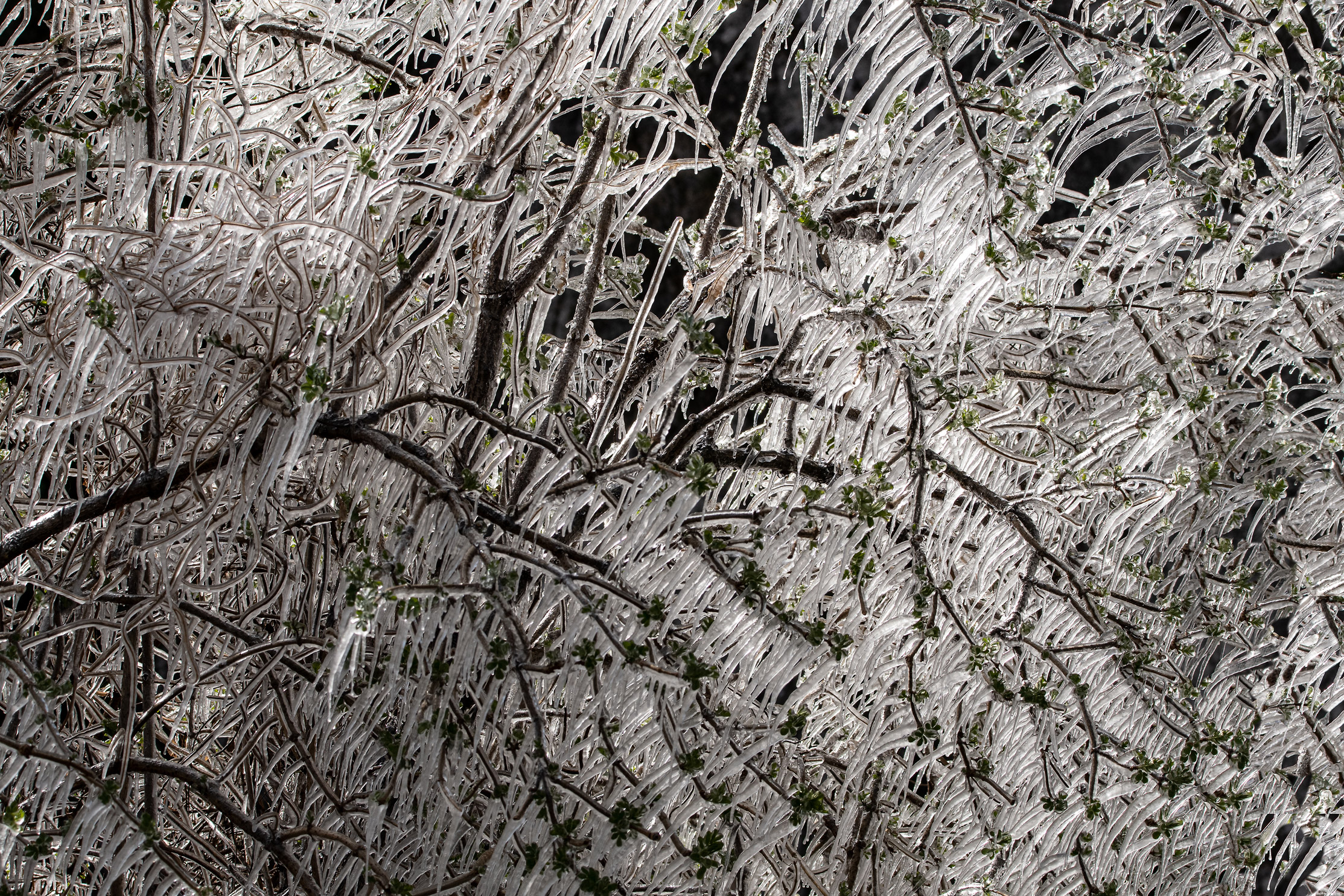 The frost of 21.03.2021