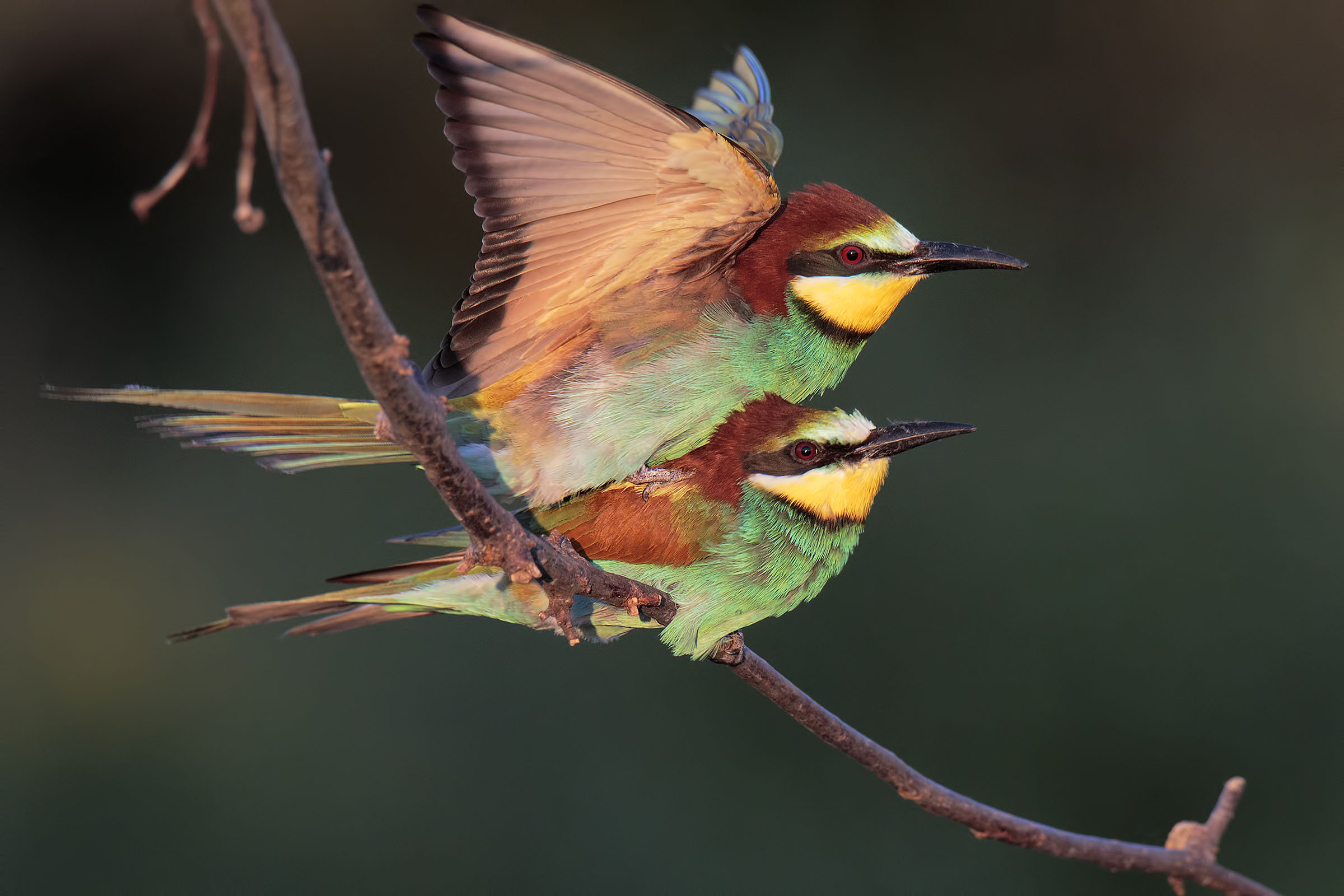 "I'm flying" Jack e Rose sulla prua del Titani...