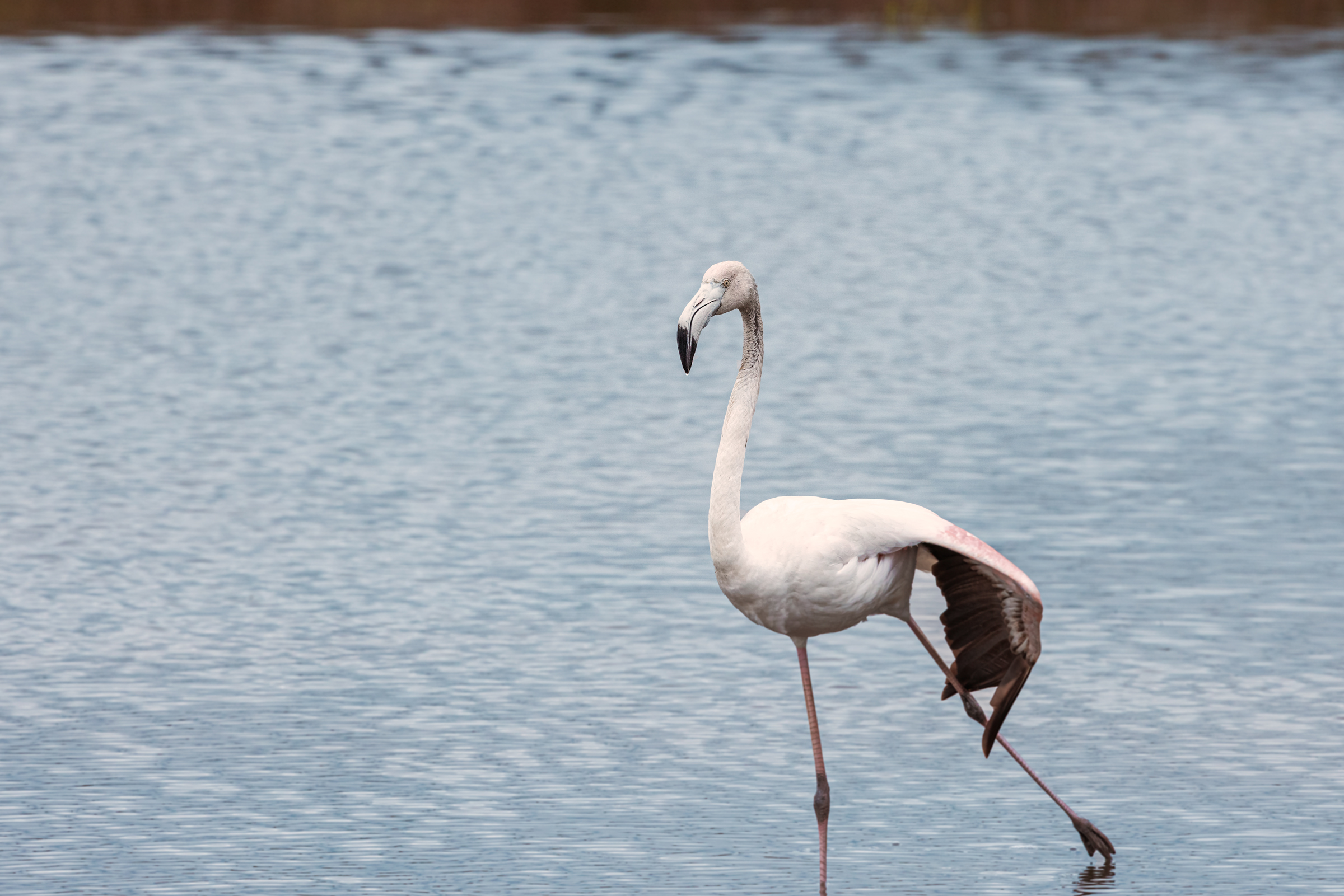 Una bella stiracchiata