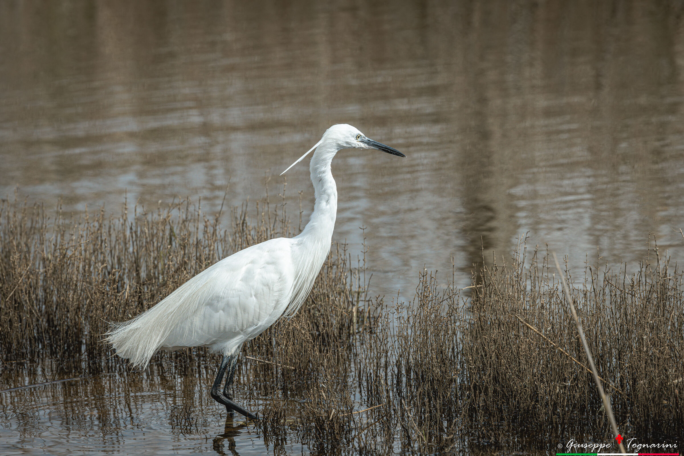 Egretta garzetta n.3