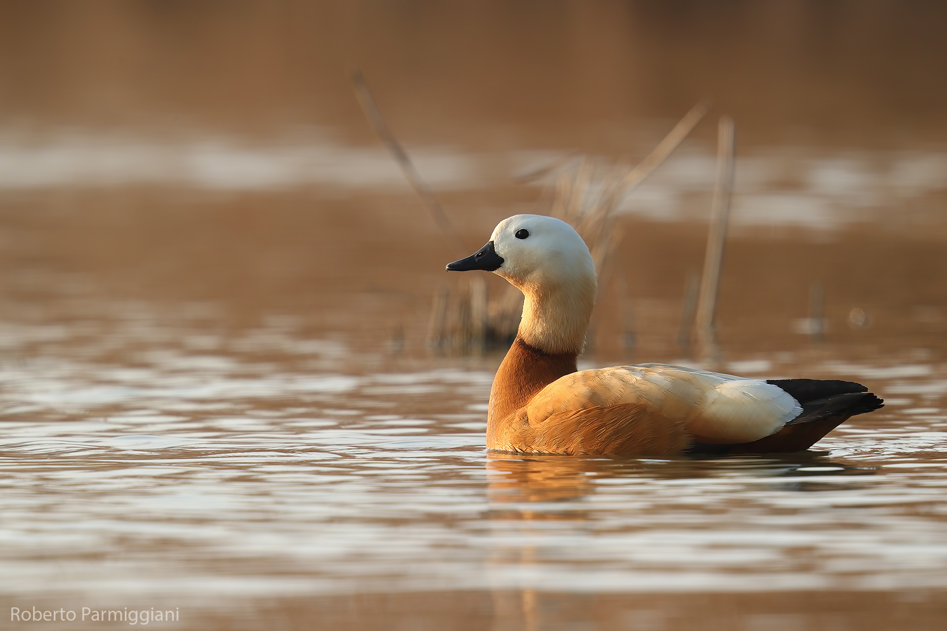 Tramonto con casarca