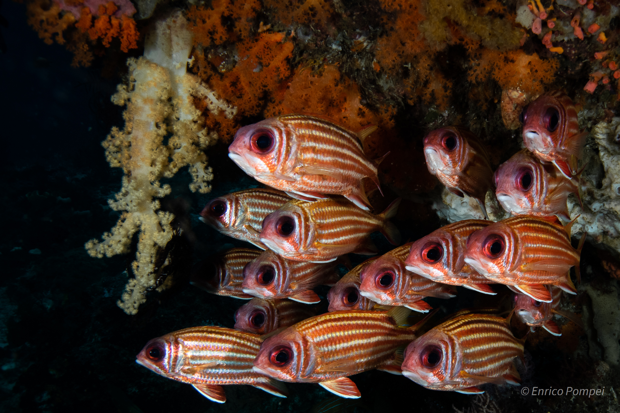Red Striped, New Year