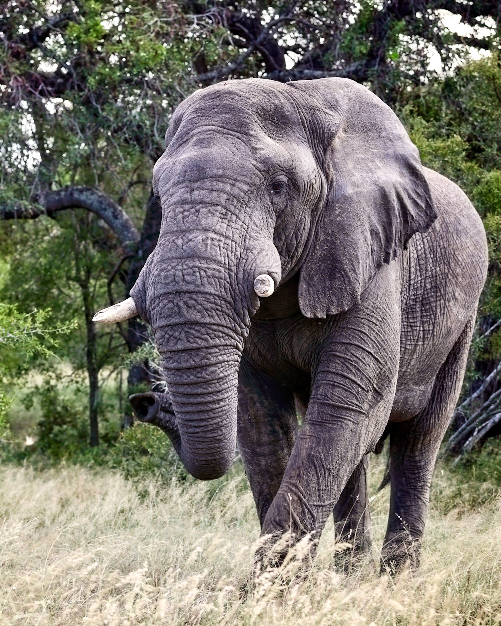 Elephant