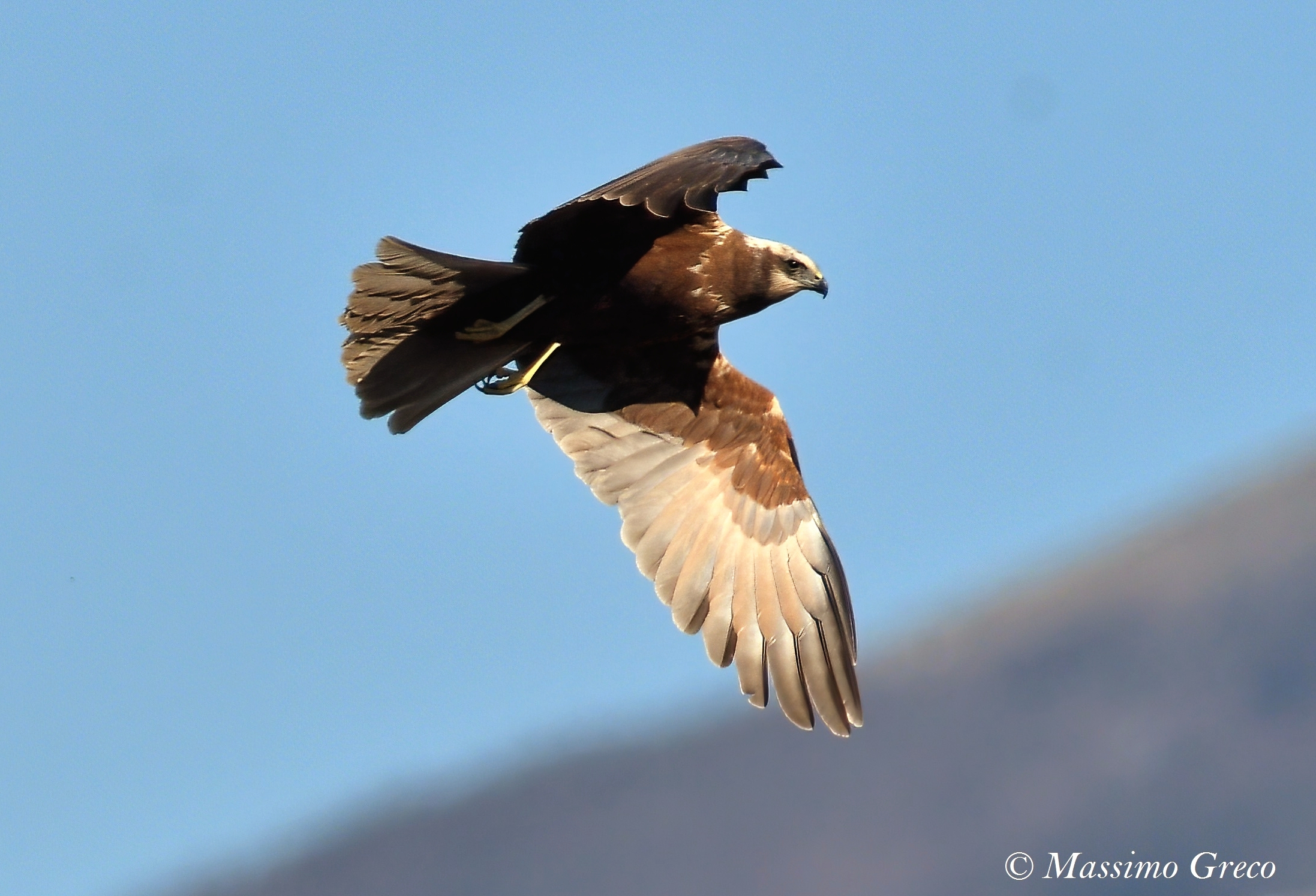 Female Marsh Falcon (Circus aeruginosus)