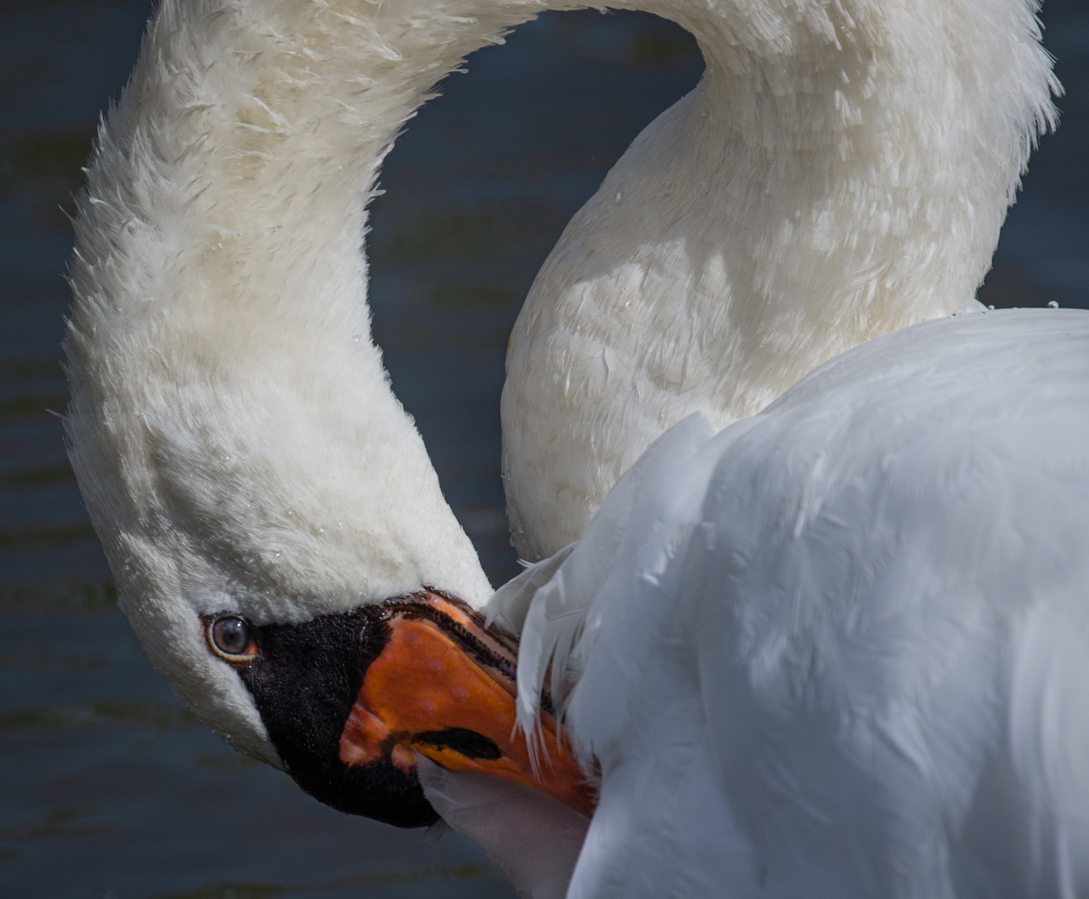 Portrait of a Mute Swan.