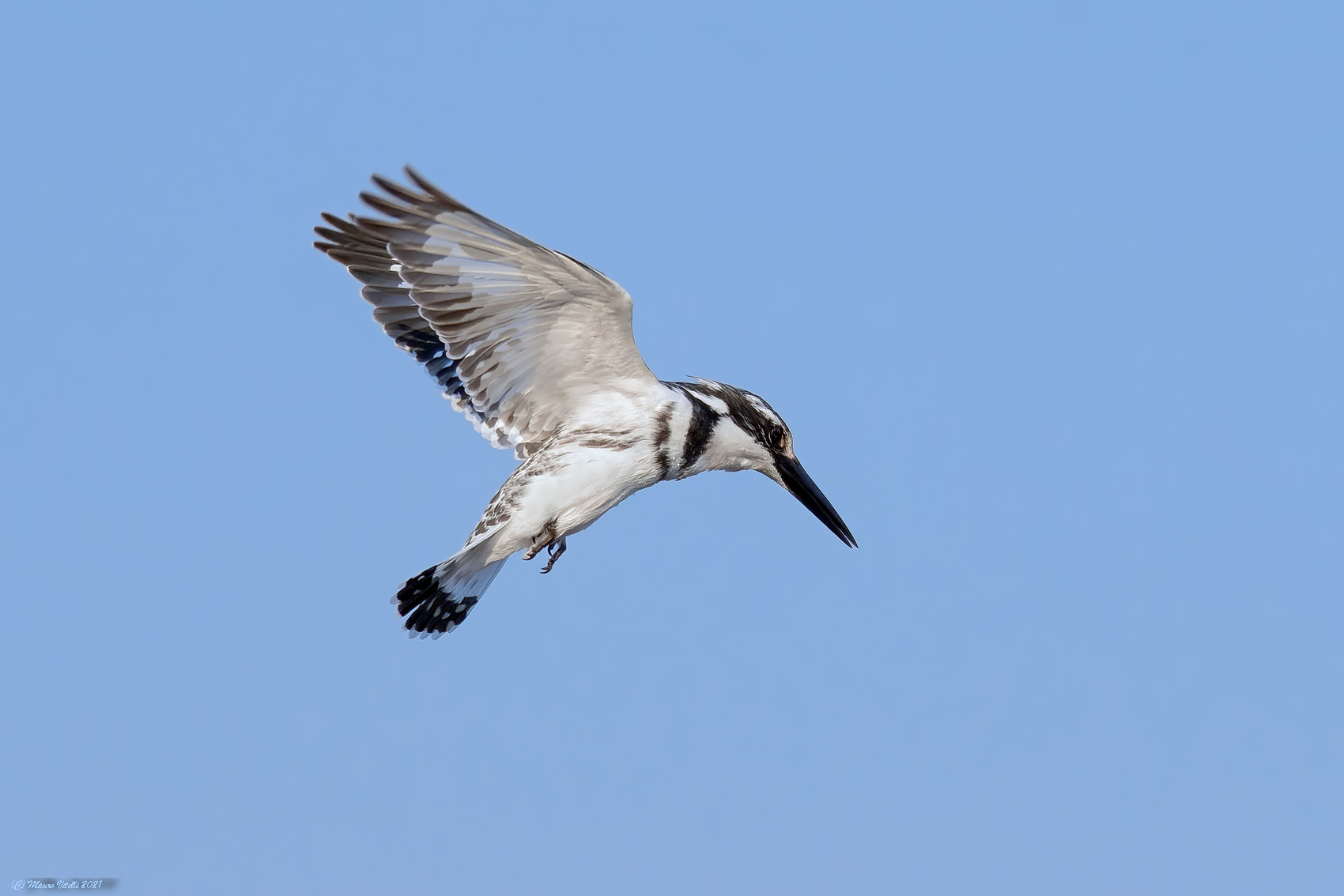 Black and white fisherman's marti (Ceryle rudis)