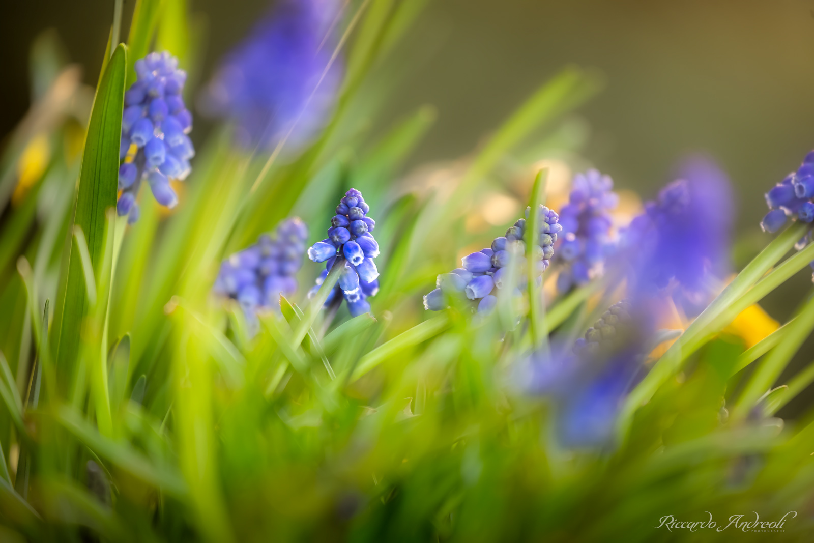 A dwarf forest of Muscari