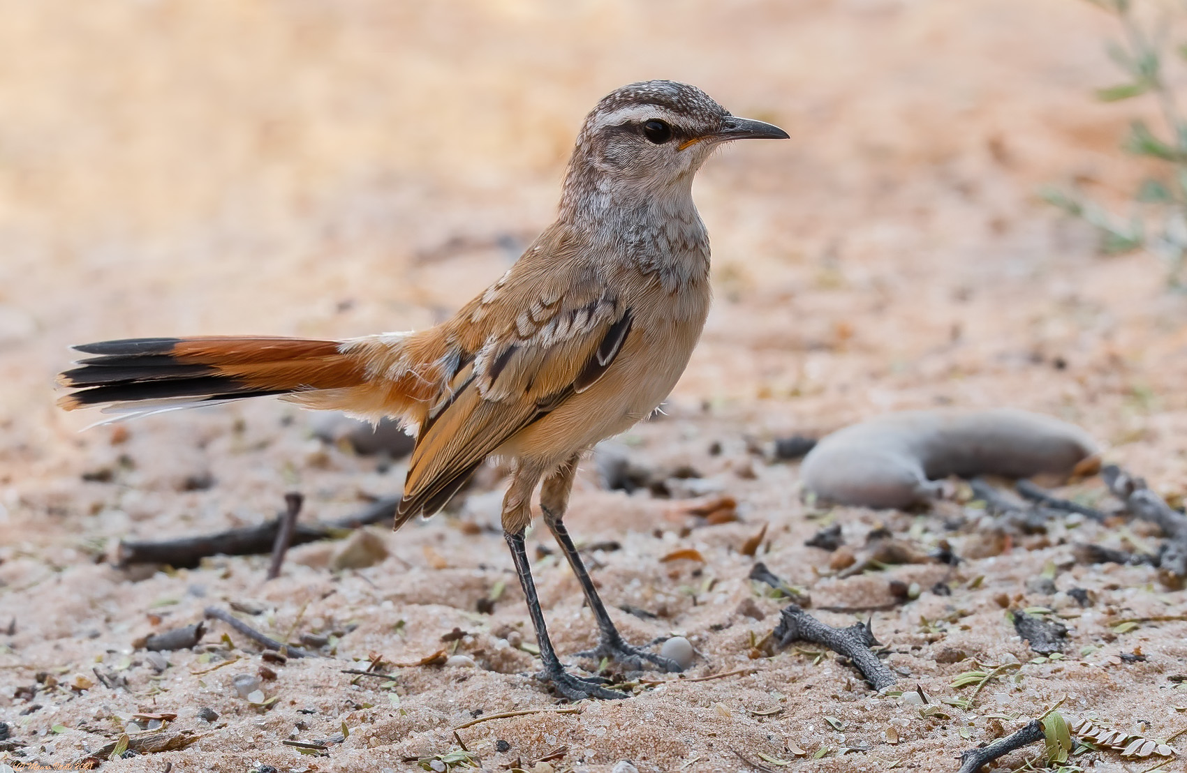 Kalahari Scrub Robin (Cercotrichas paena)