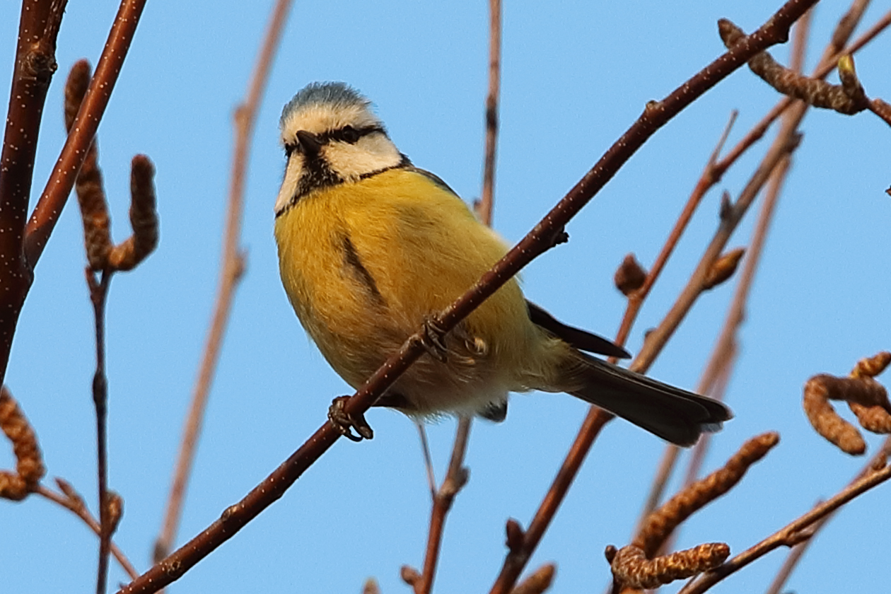 cinciarella tra i rami 1
