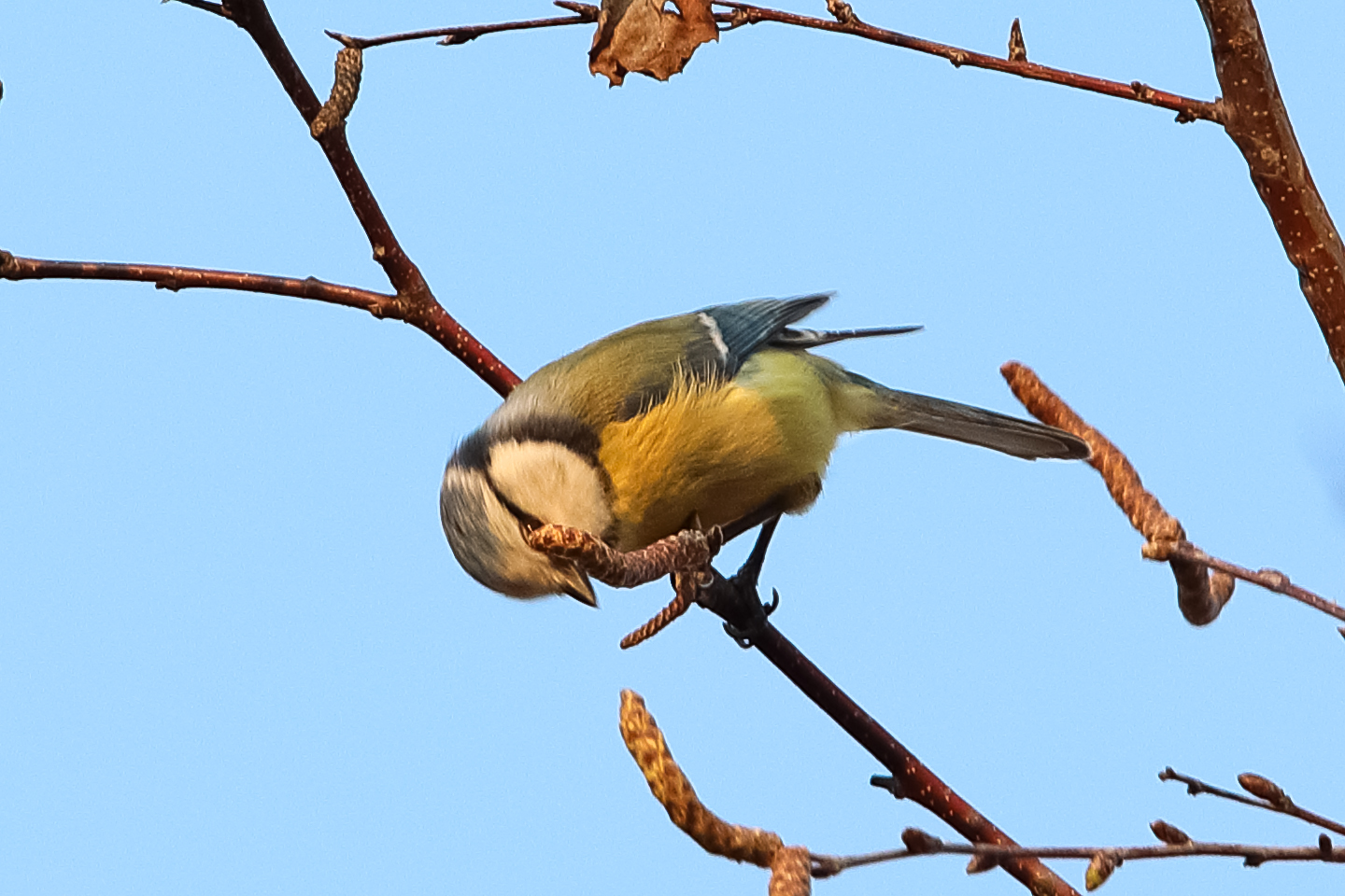 cinciarella tra i rami 2