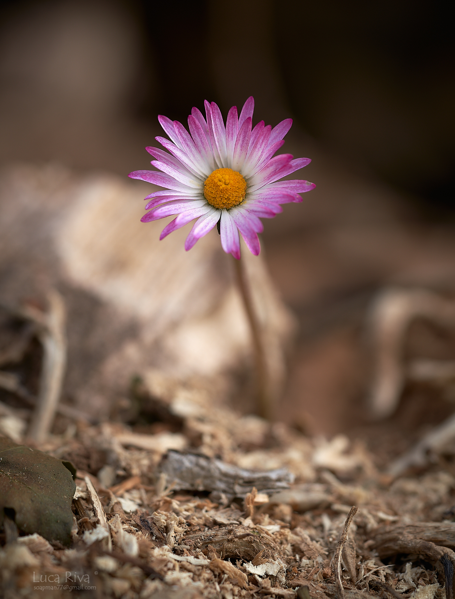 The Embarrassed Daisy