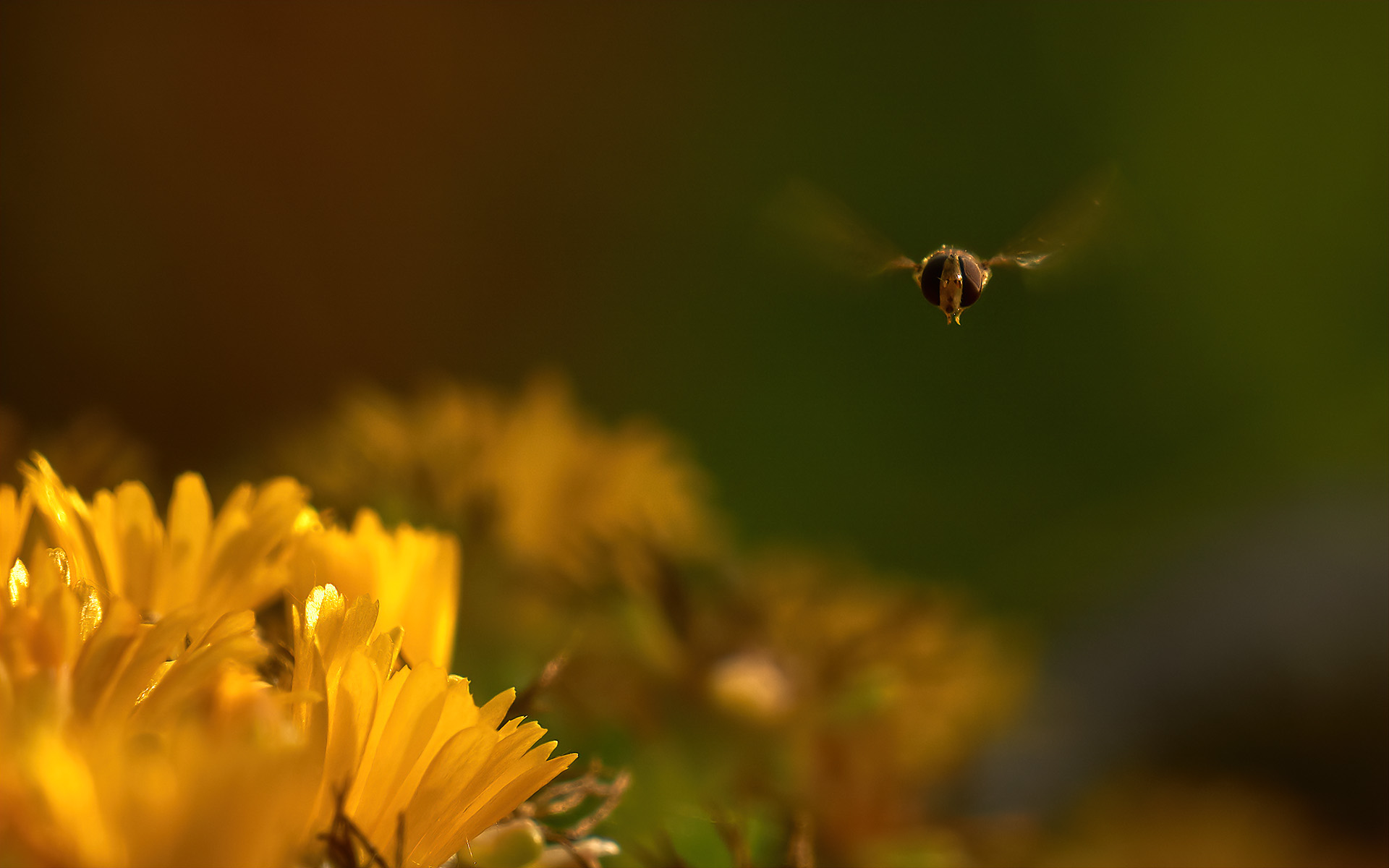 Gli occhi della silfide