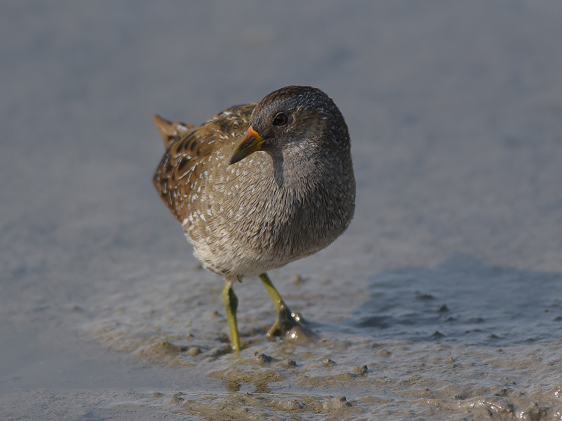 il duro profilo del voltolino