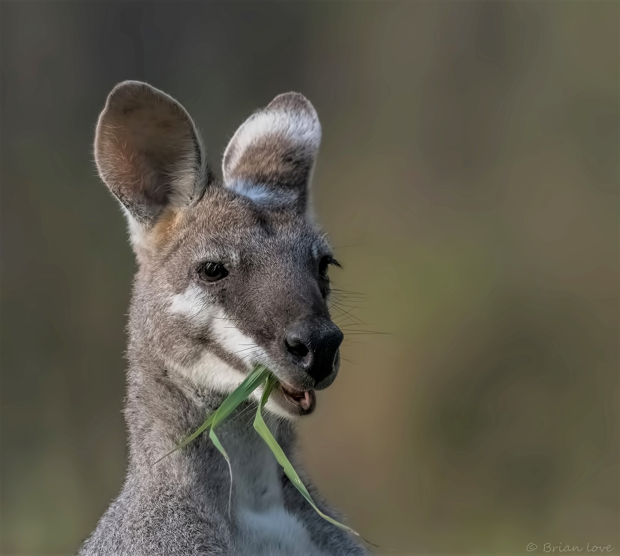 Whiptail wallaby (Macropus parryi)