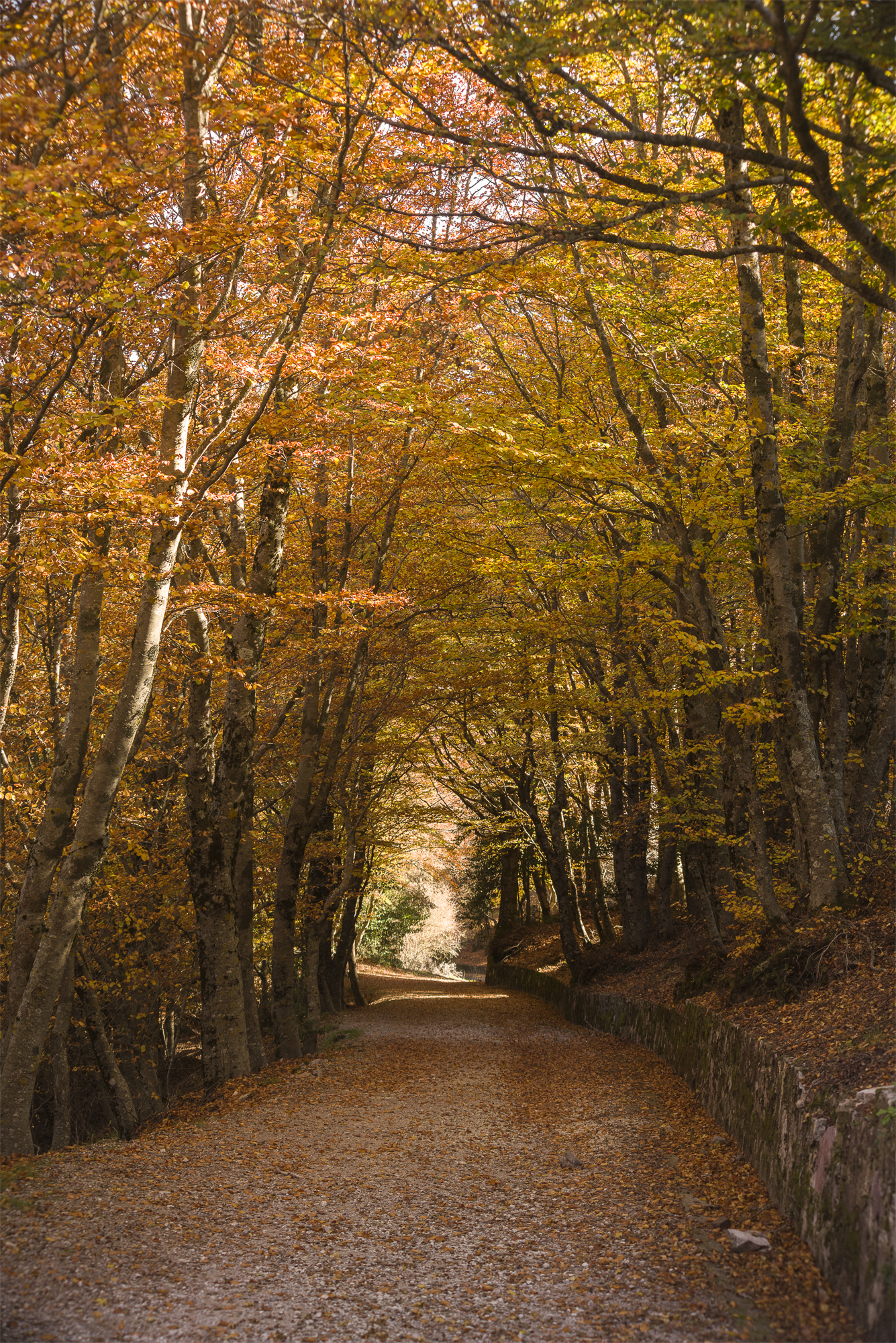 Walking among beauty