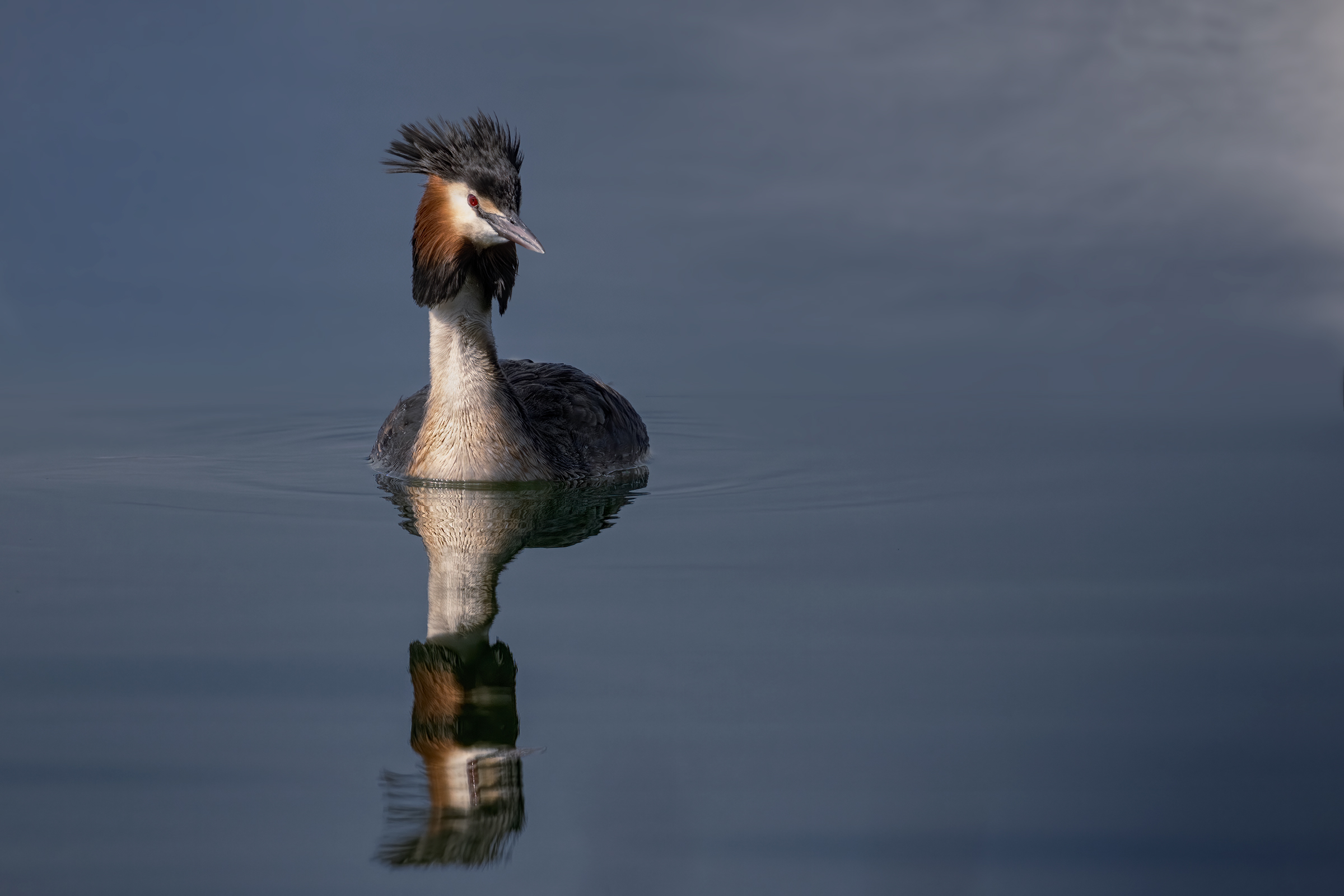 Svasso maggiore nel blu