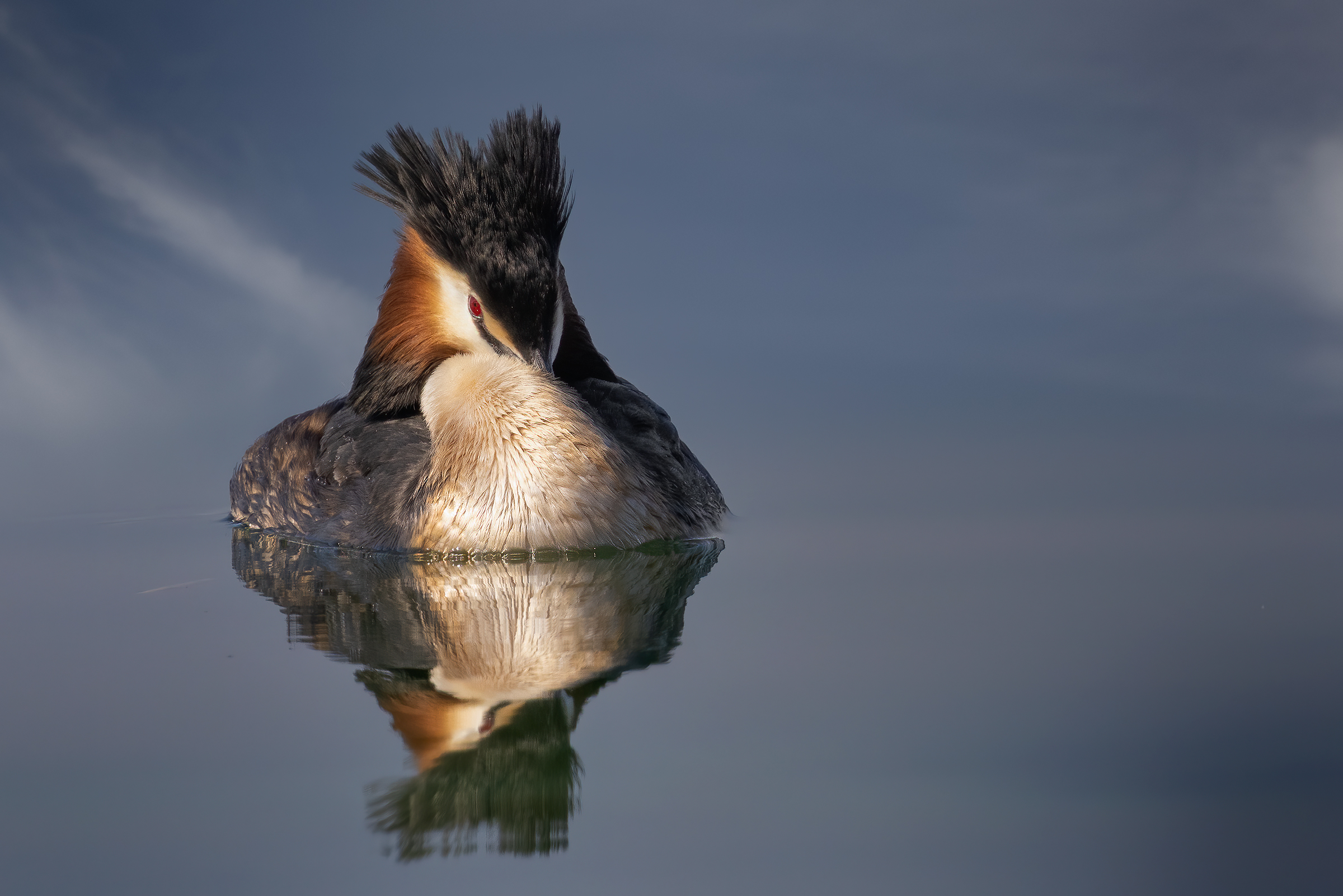 Svasso maggiore in riposo
