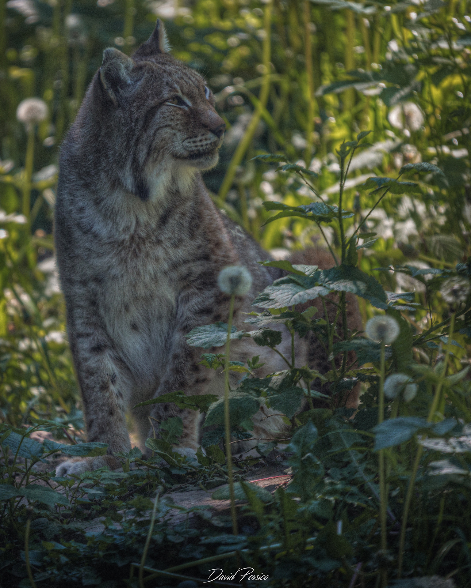 Lince