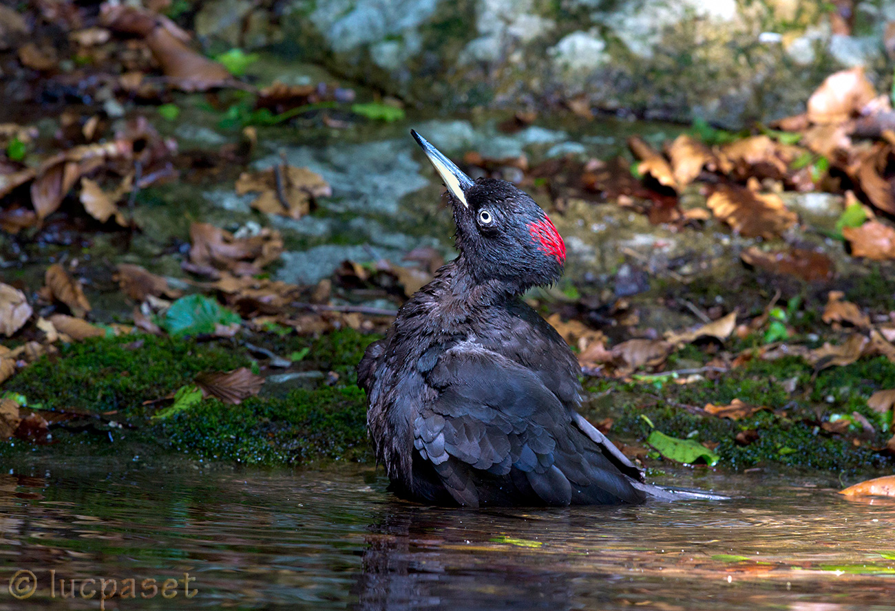 Picchio nero al bagno