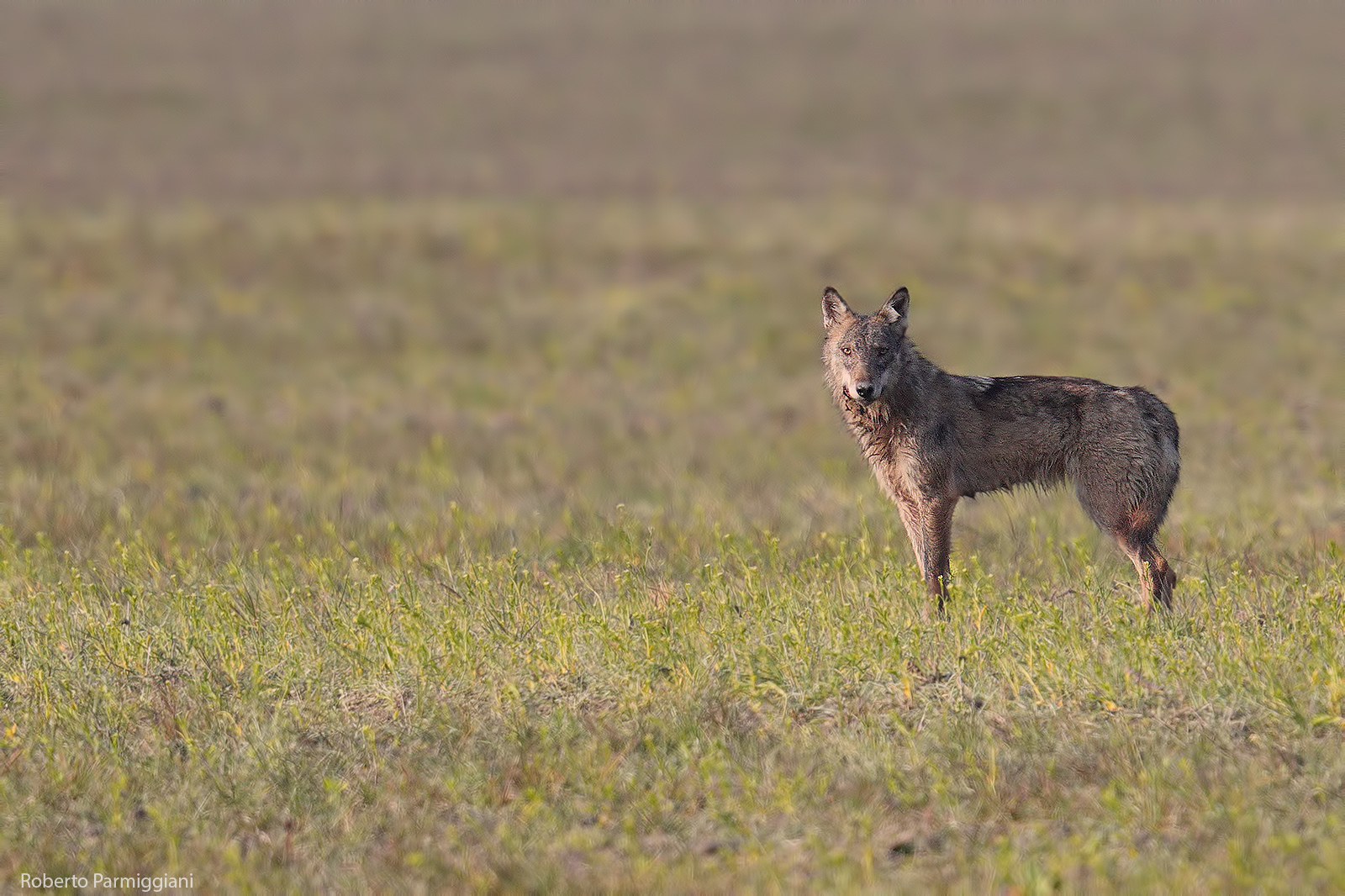 Lupo (bassa emiliana)