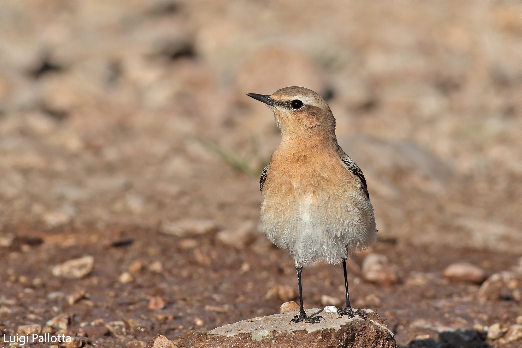 Culbianco (Oenanthe oenanthe)