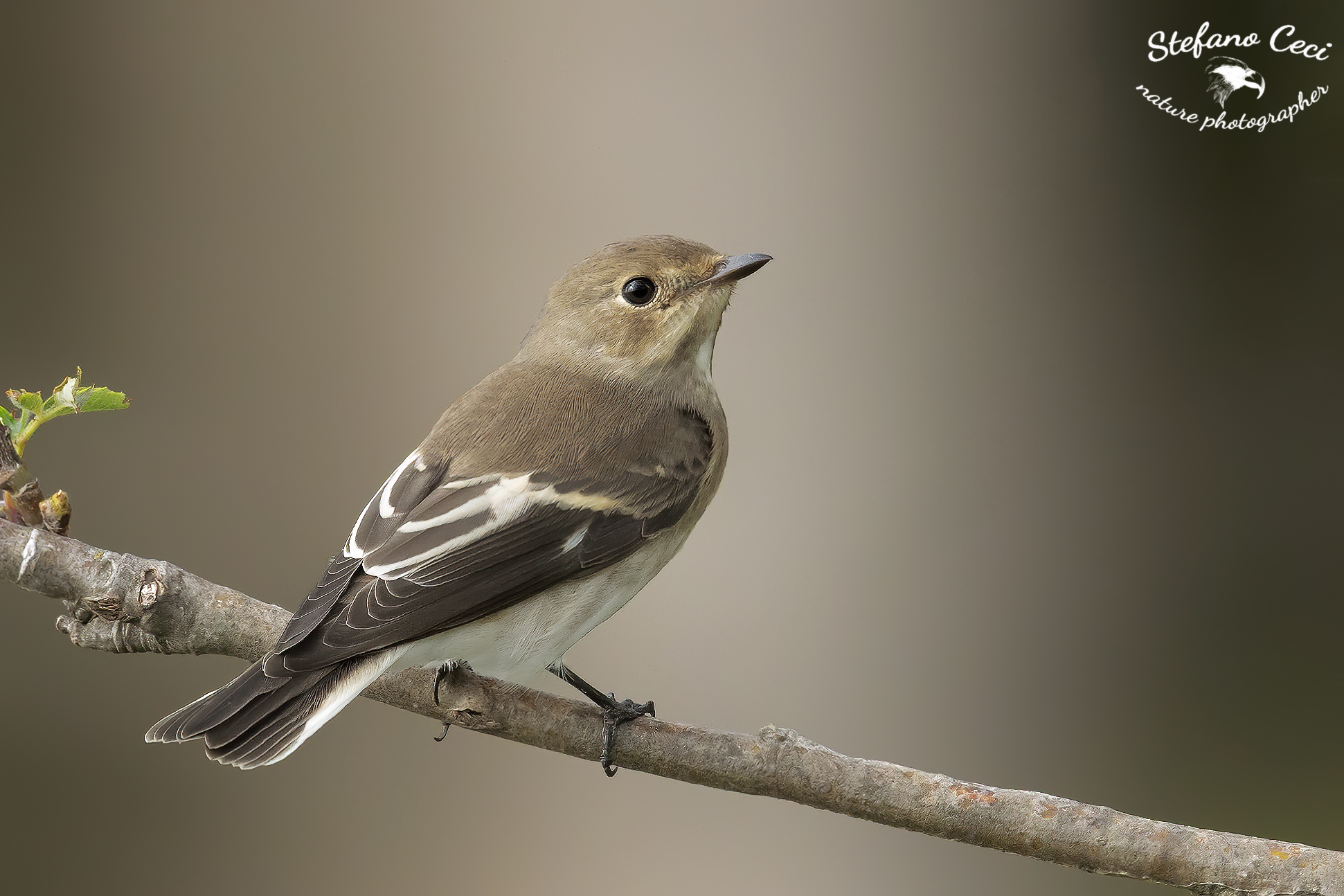 Young specimen black nanny