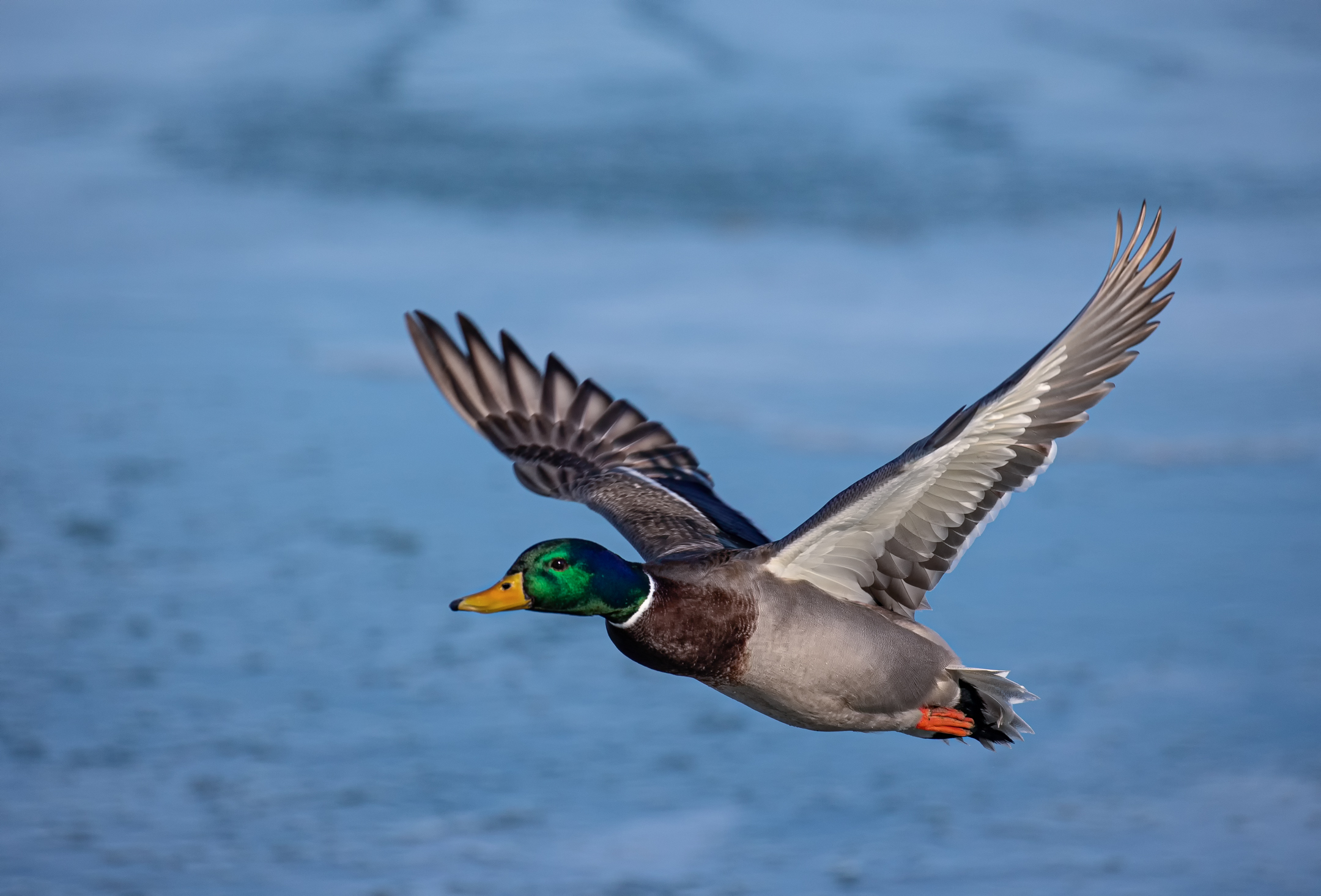 Germano reale in volo.