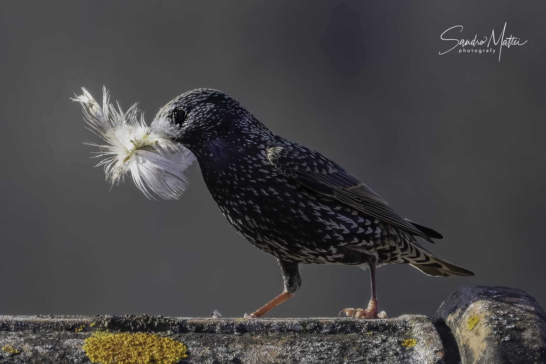storno ......una piumetta per il suo nido......