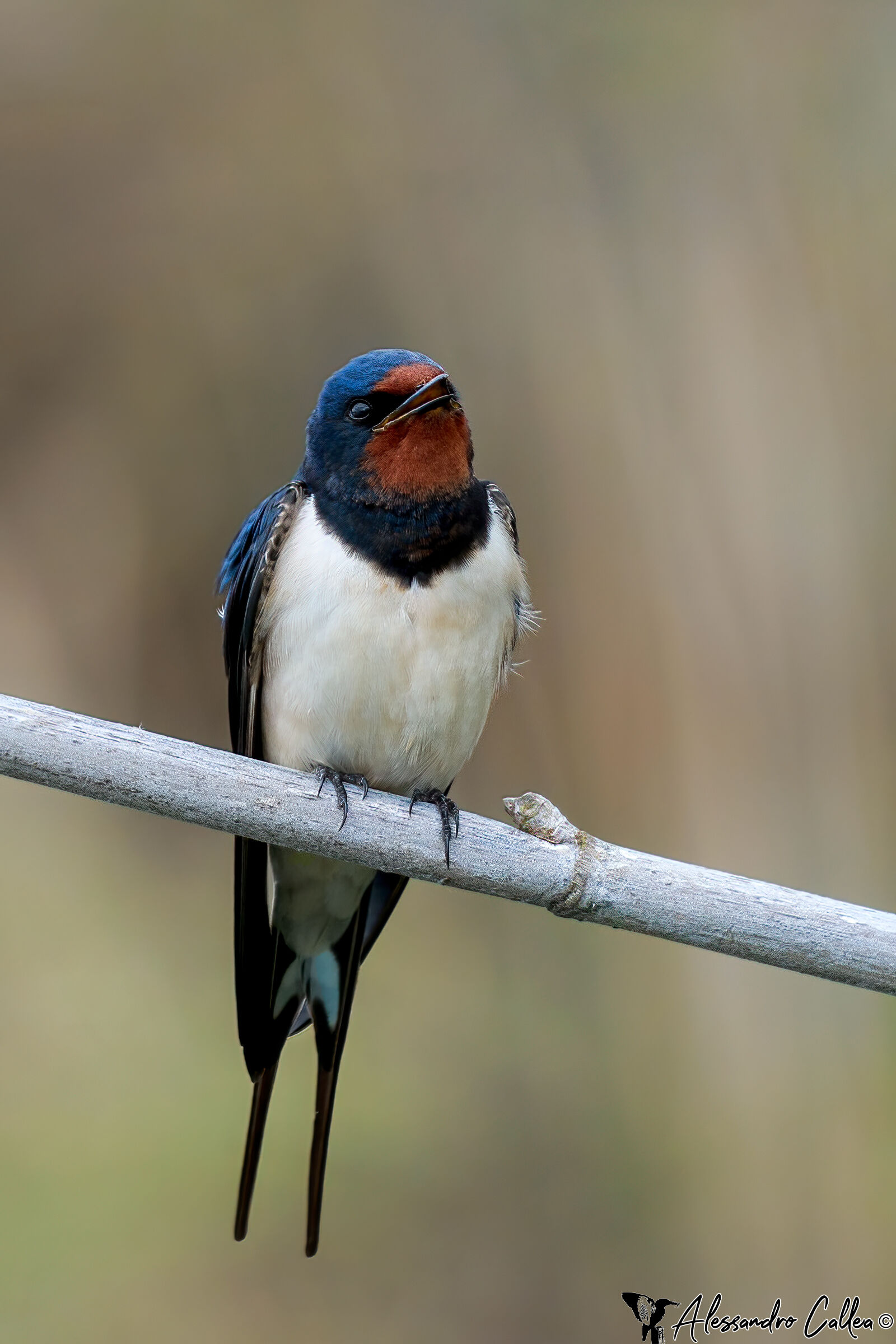 Il mio canto libero...