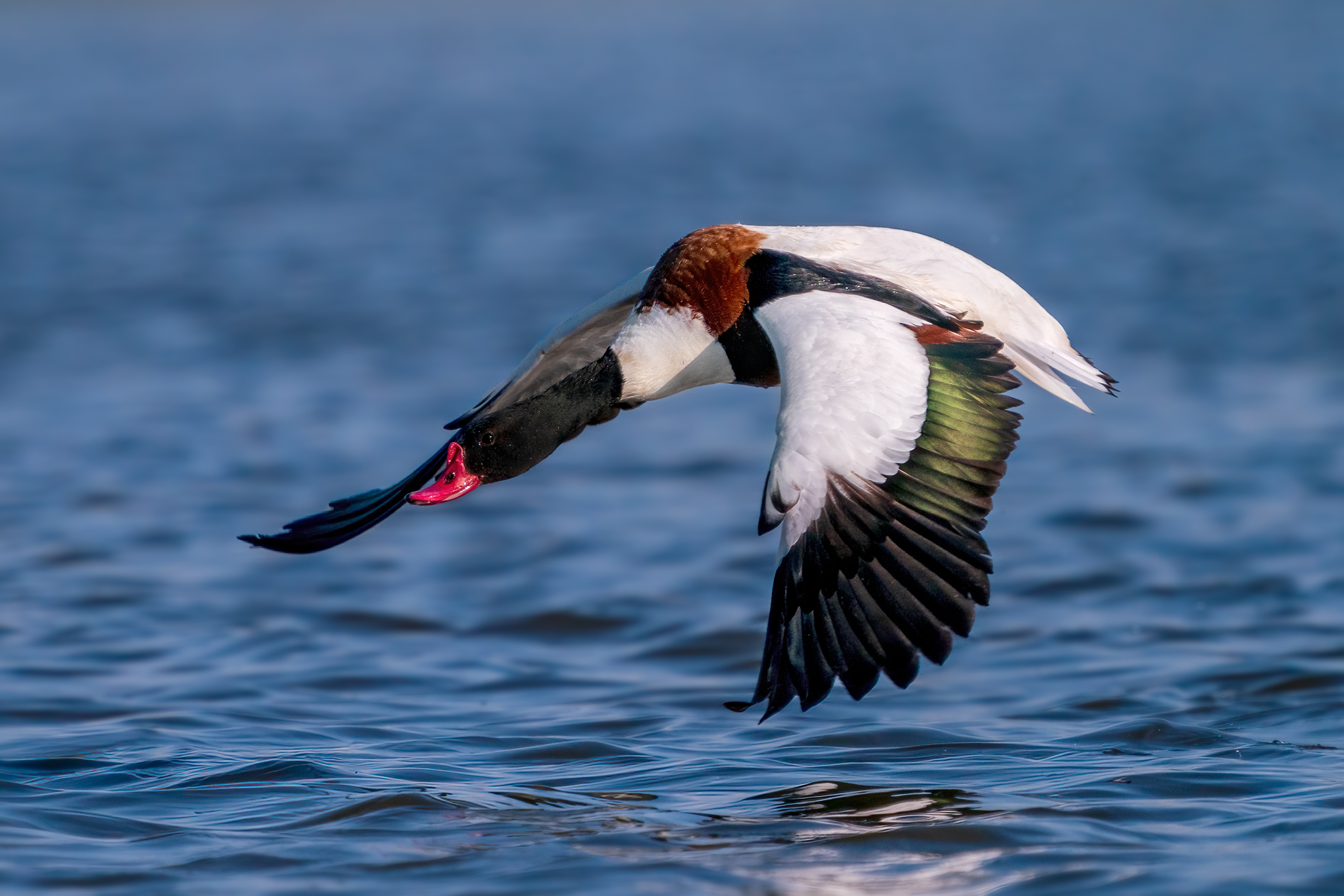 In their small way, even the volpoche