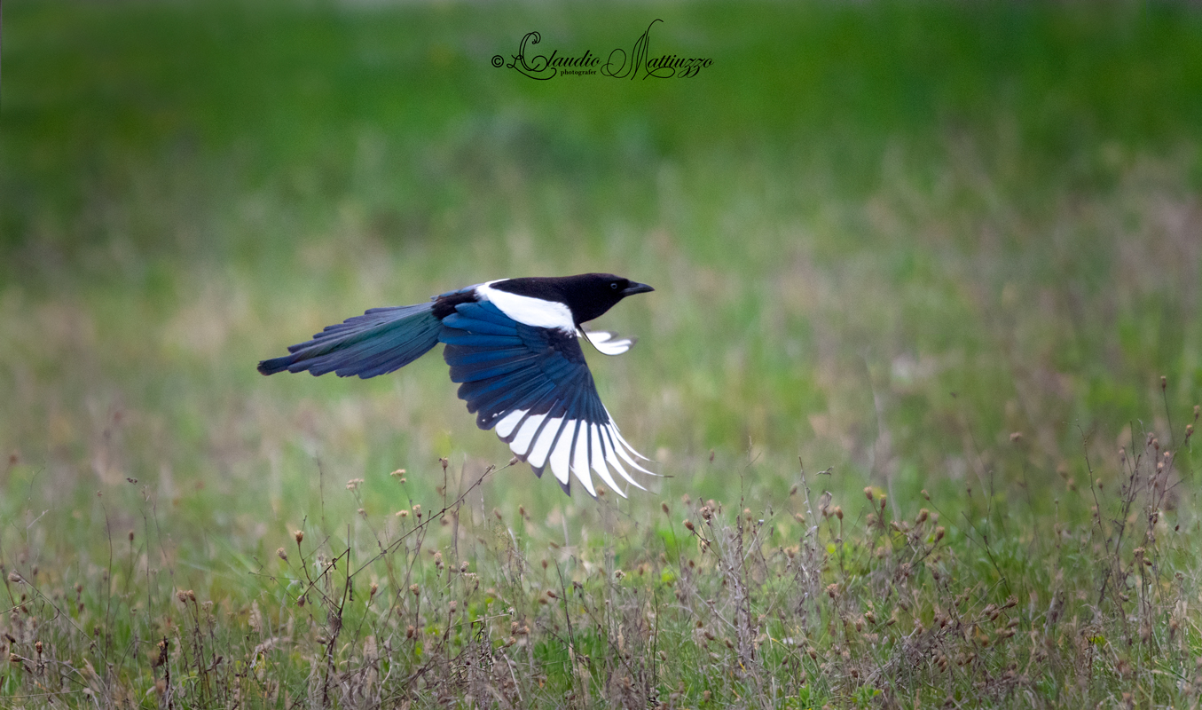 Magpie