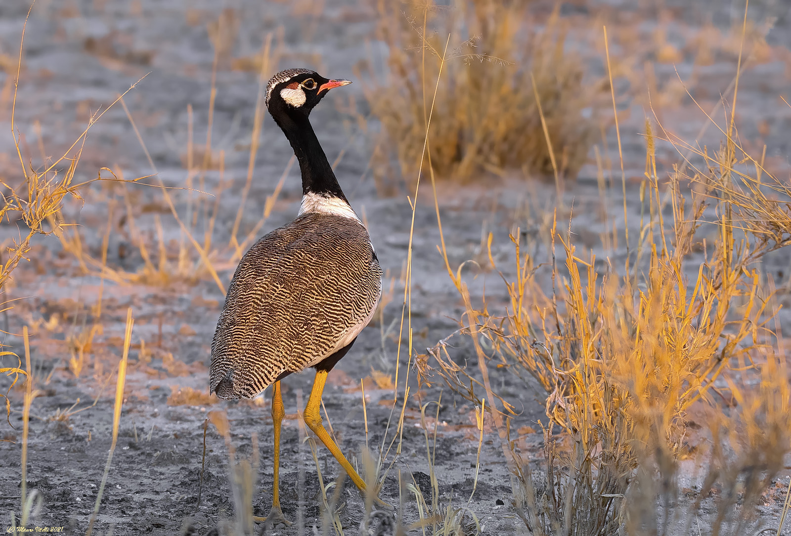 Northern Black Korhaan (Afrotis afraoides)