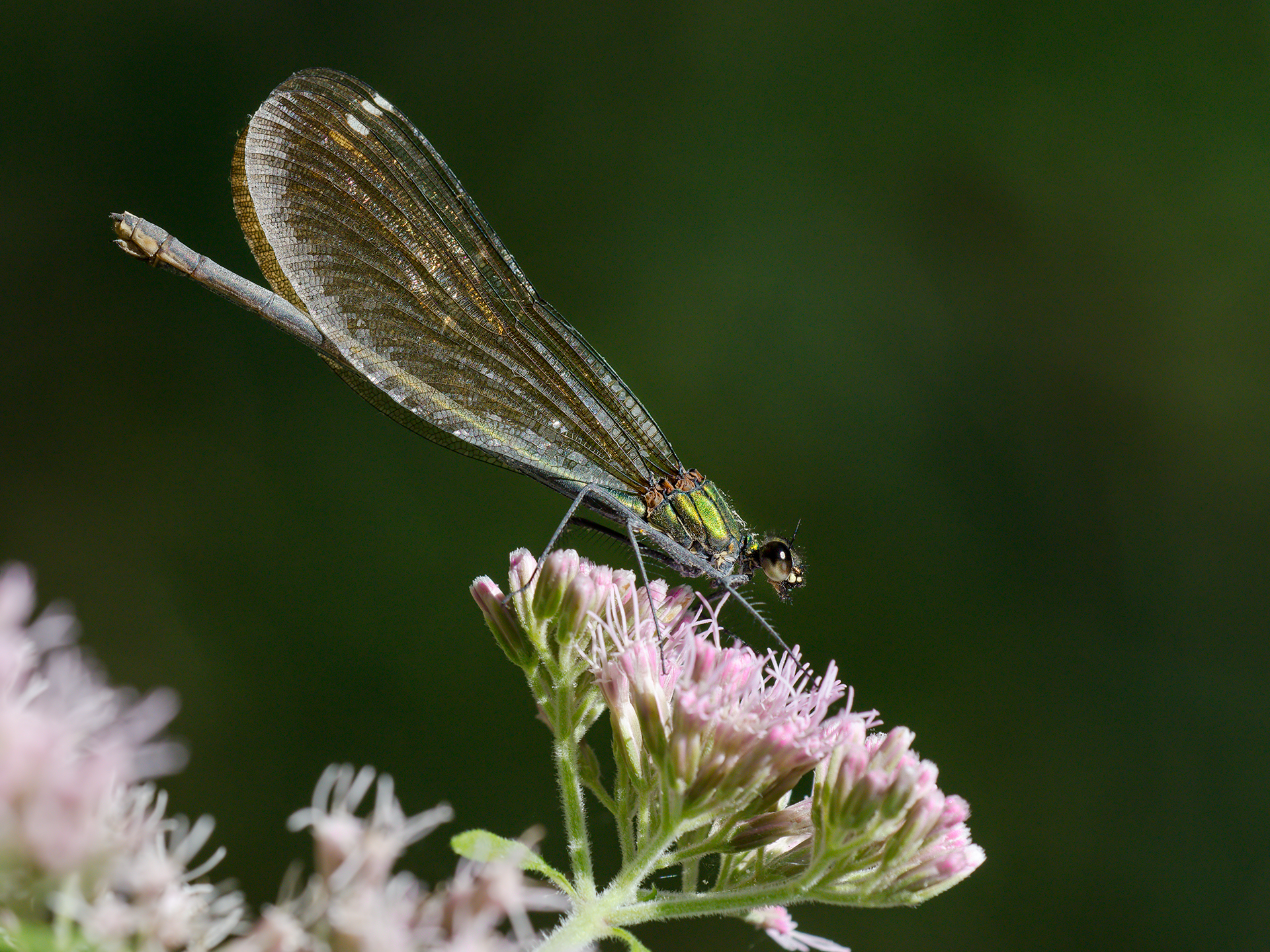 Calopteryx .... Female