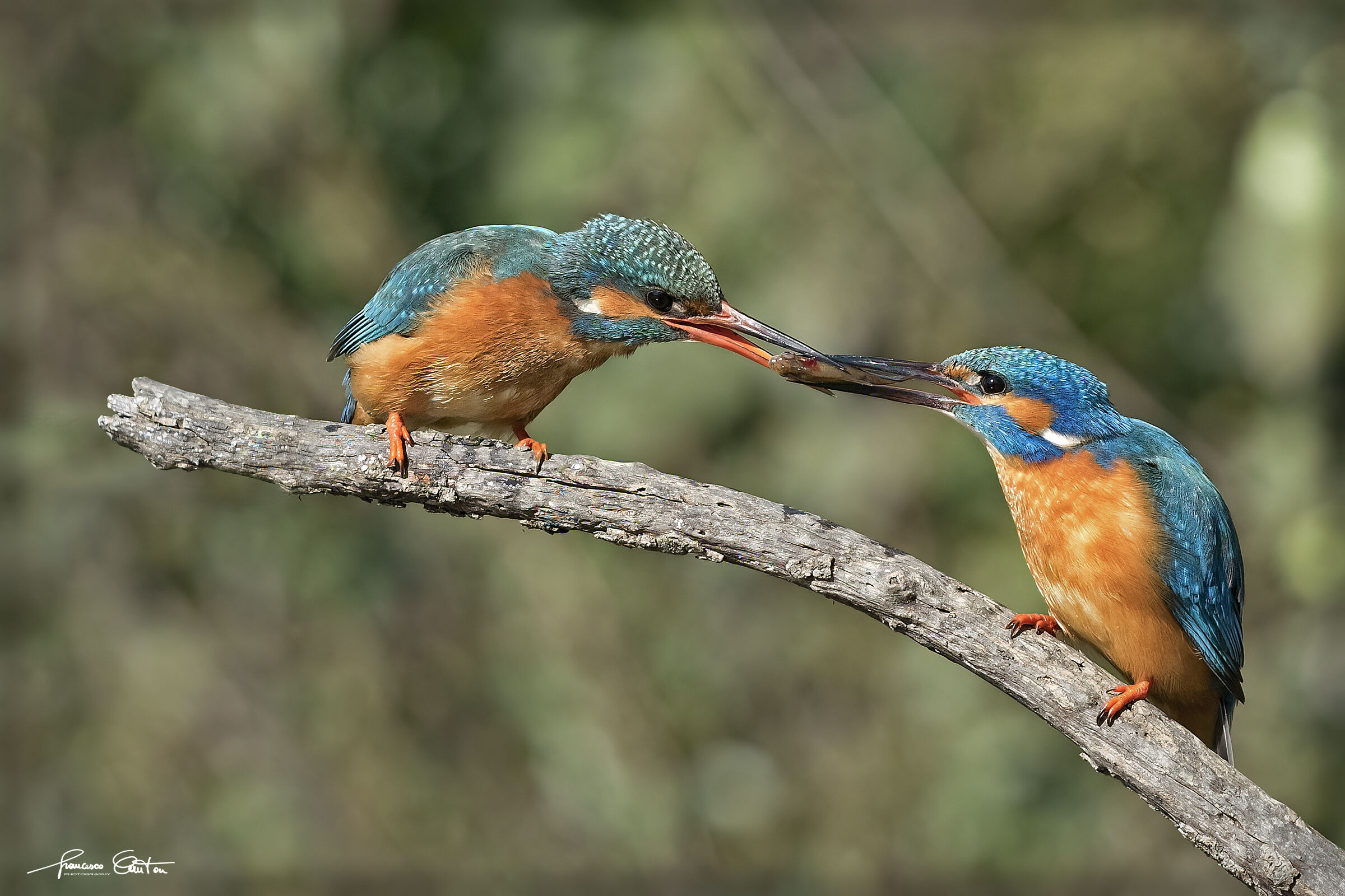 Kingfisher - the gift