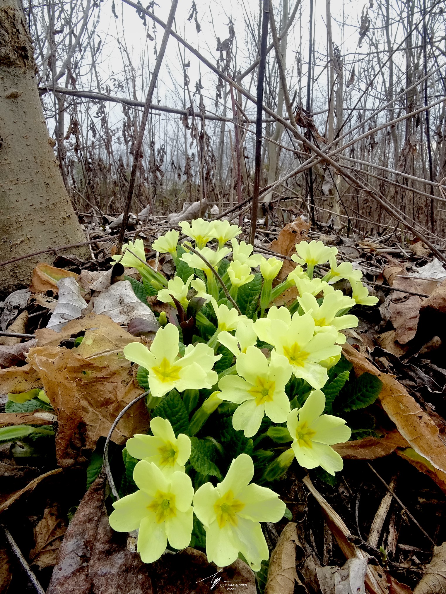 Common Primrose (Primula Vulgaris - H.)