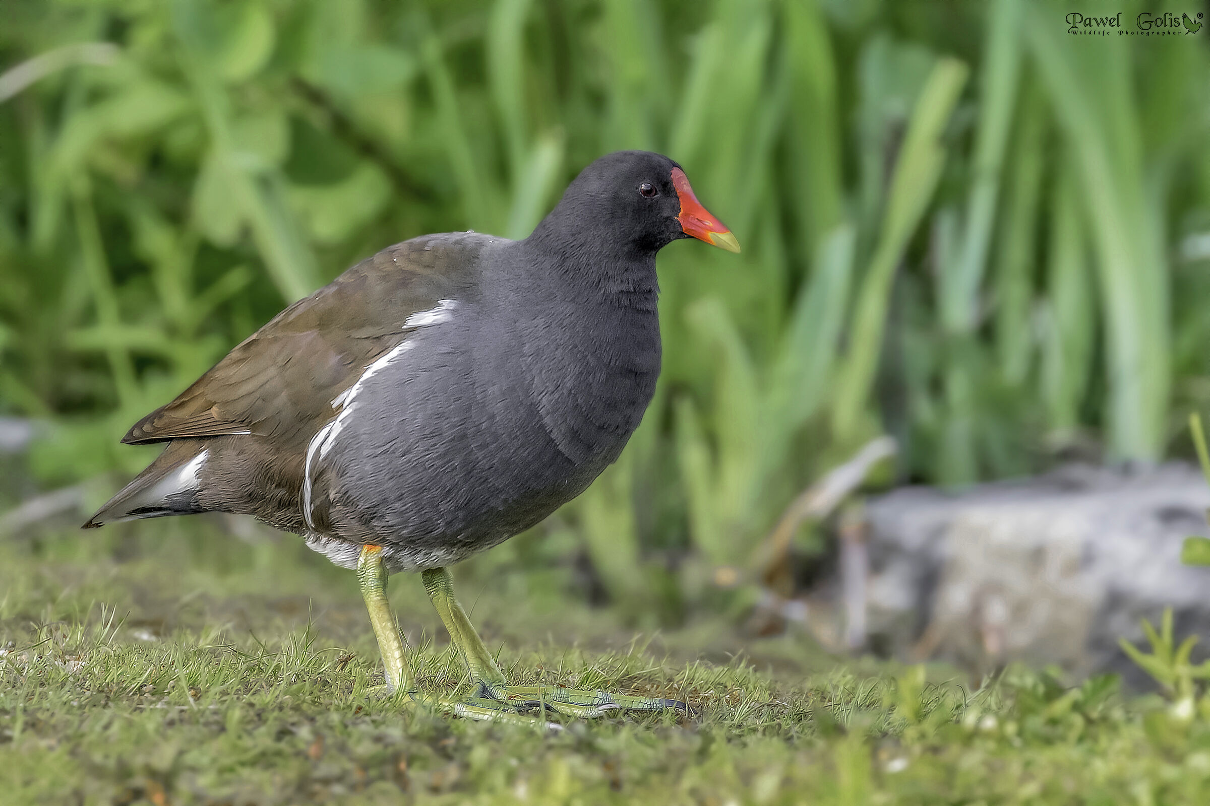 Gallinella comune (Gallinula cloropus)