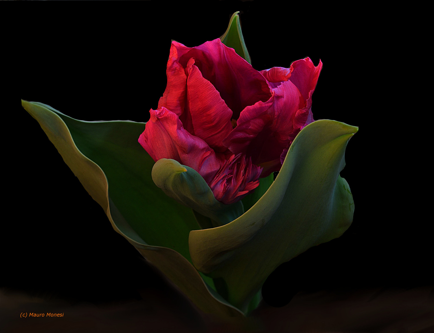 Sboccerò, sarò in tulipano