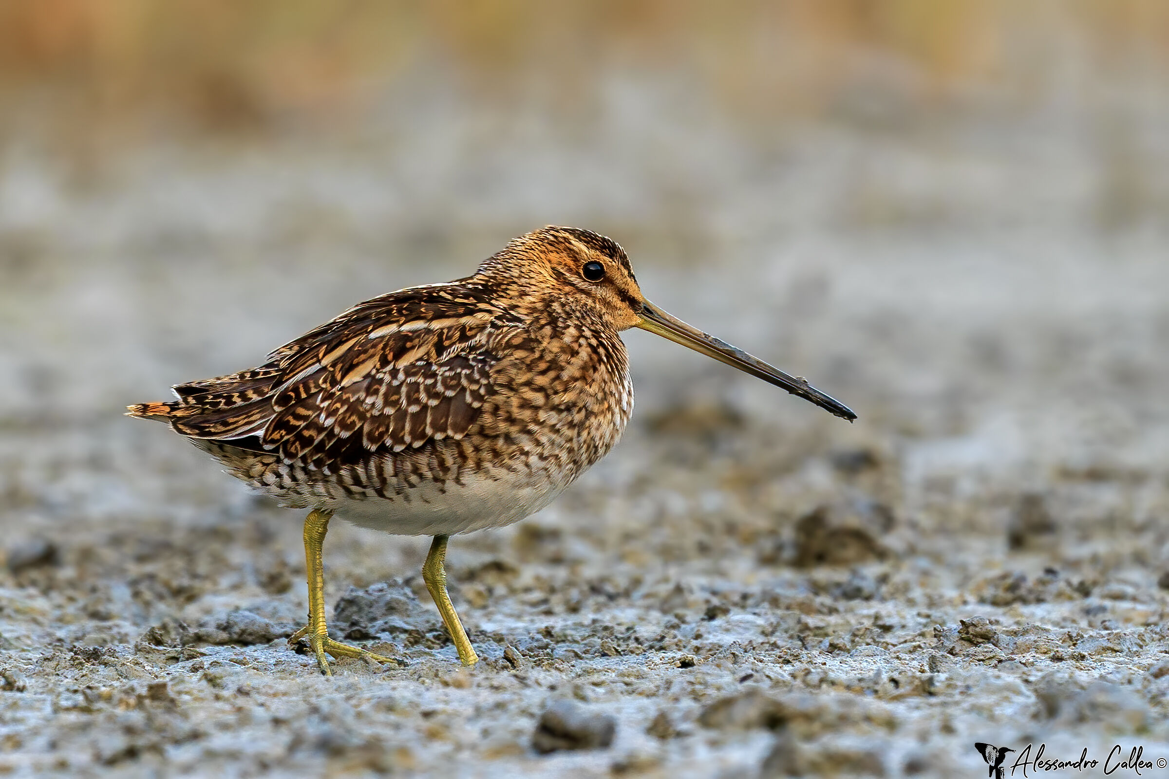 Prime luci Beccaccino