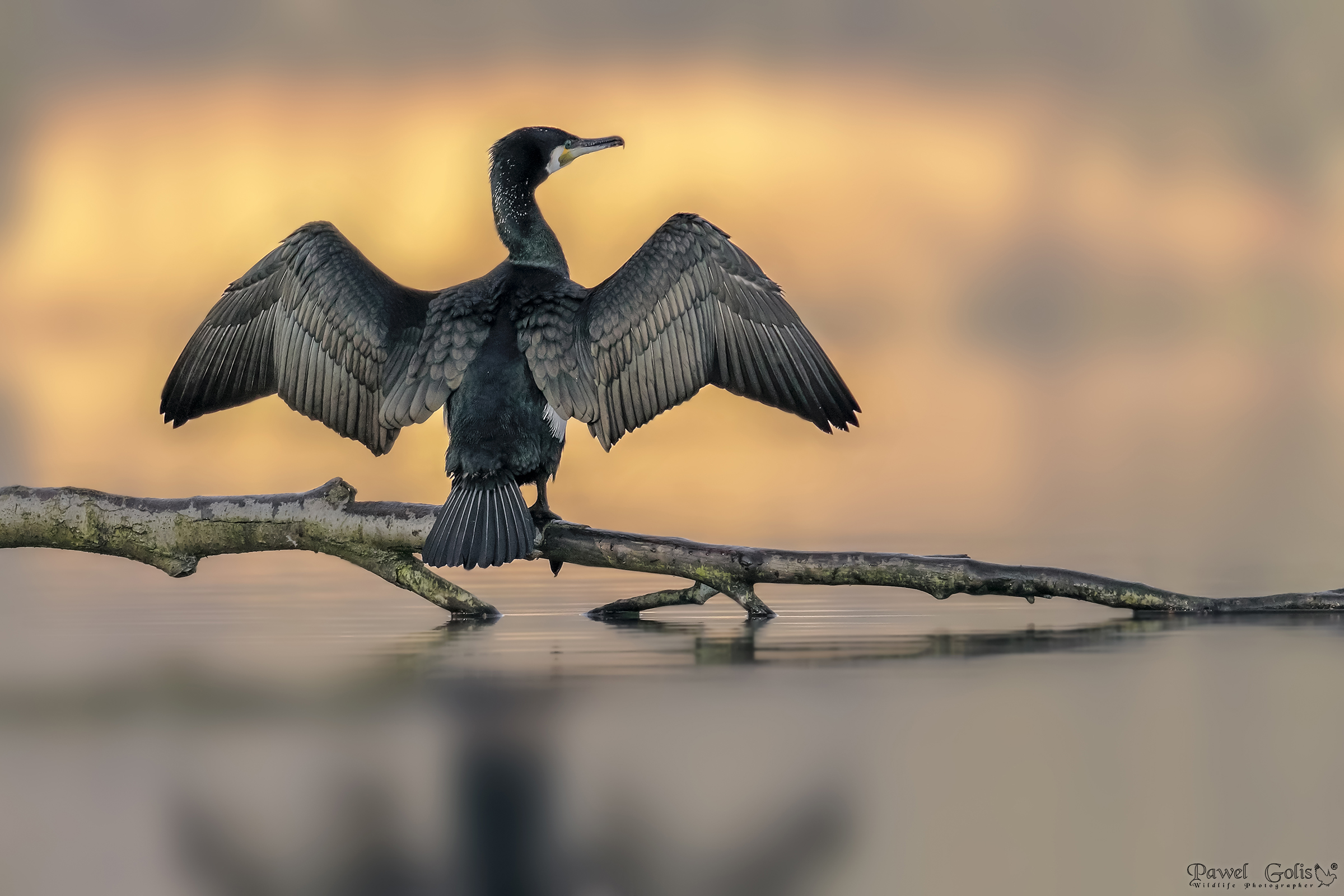 Grande cormorano (Phalacrocorax carbo) v2